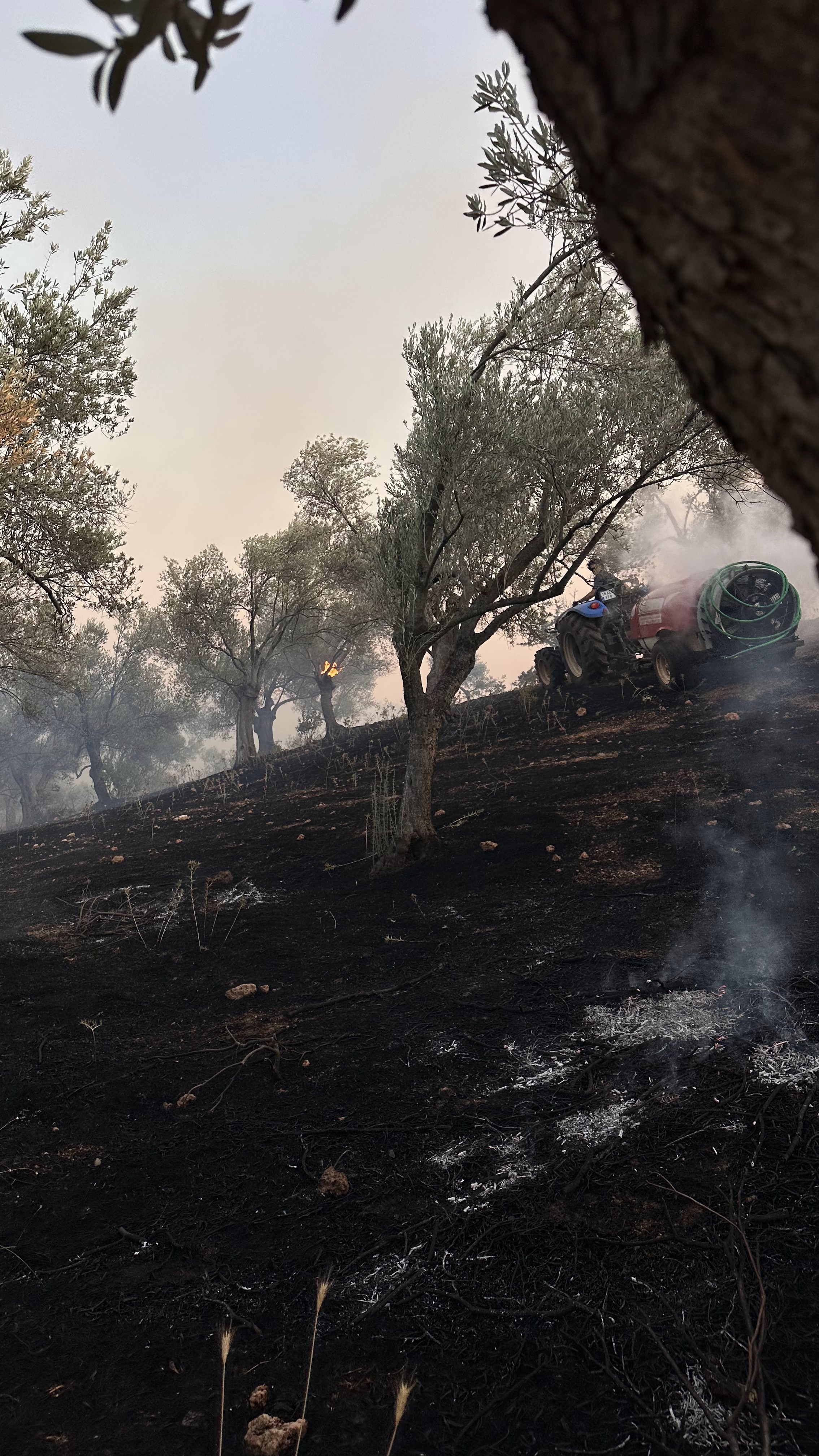 Save Olive Farm: Support Young Farmers in Wildfire Recovery campaign photo, 2 of 8