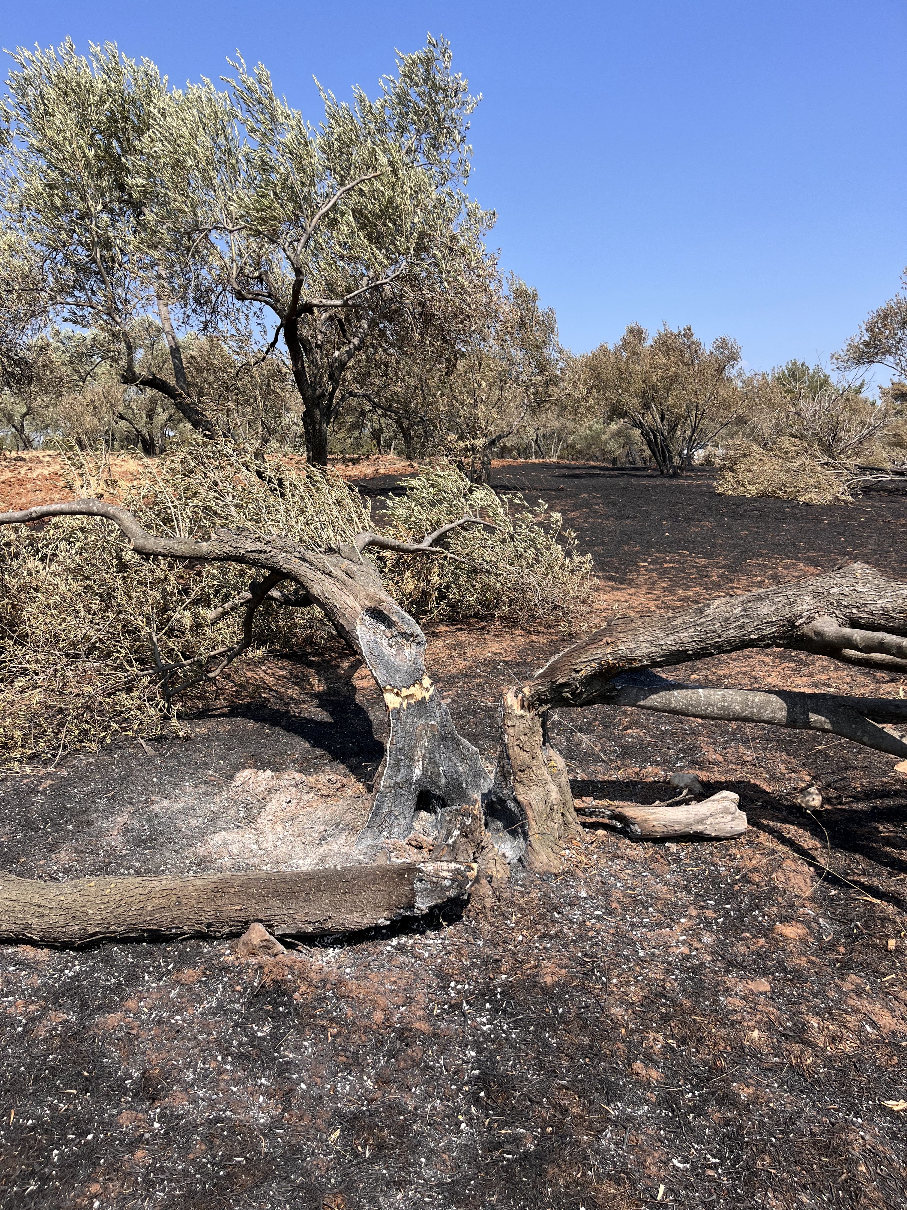Save Olive Farm: Support Young Farmers in Wildfire Recovery campaign photo, 4 of 8