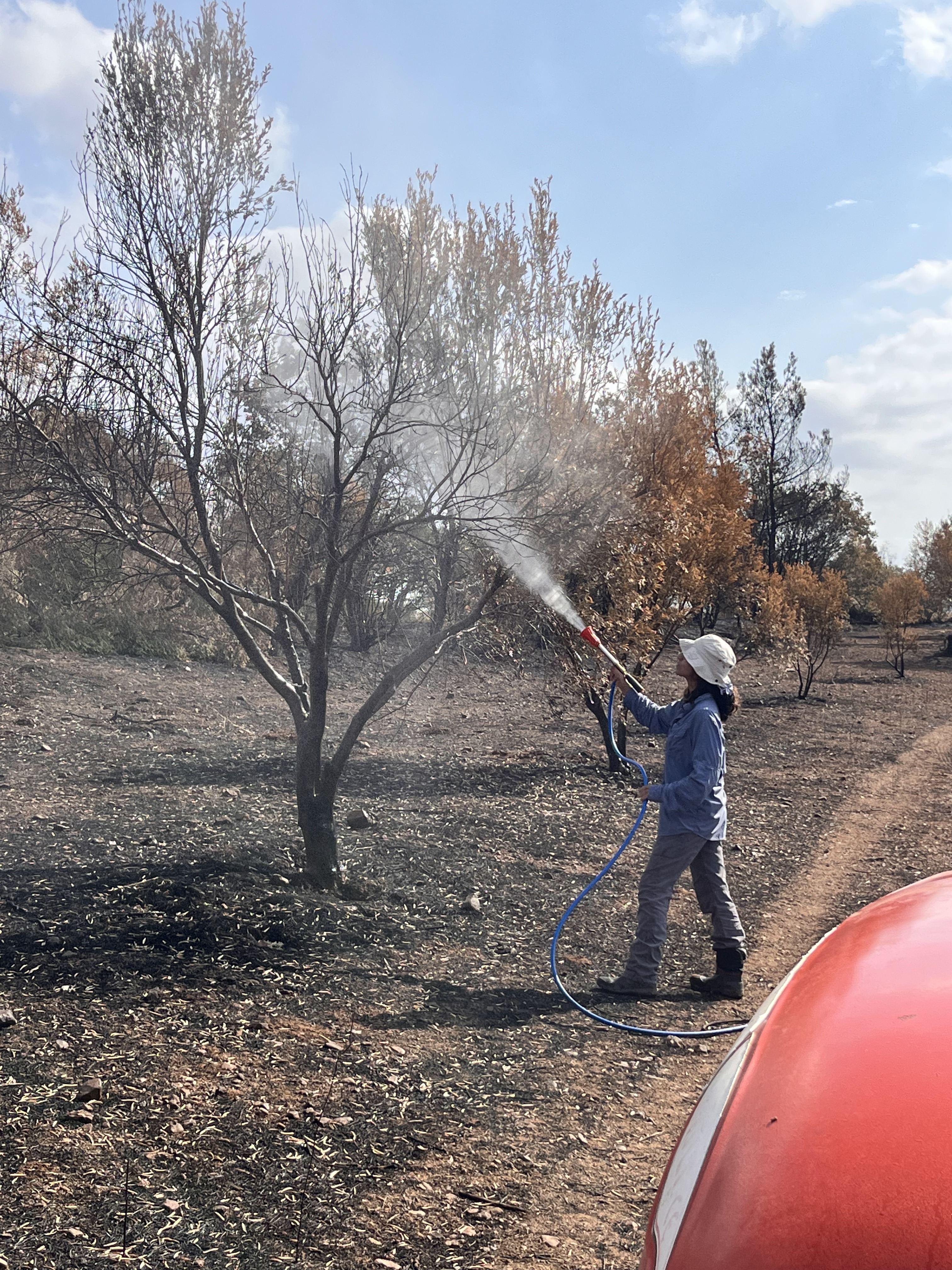 Save Olive Farm: Support Young Farmers in Wildfire Recovery campaign photo, 5 of 8
