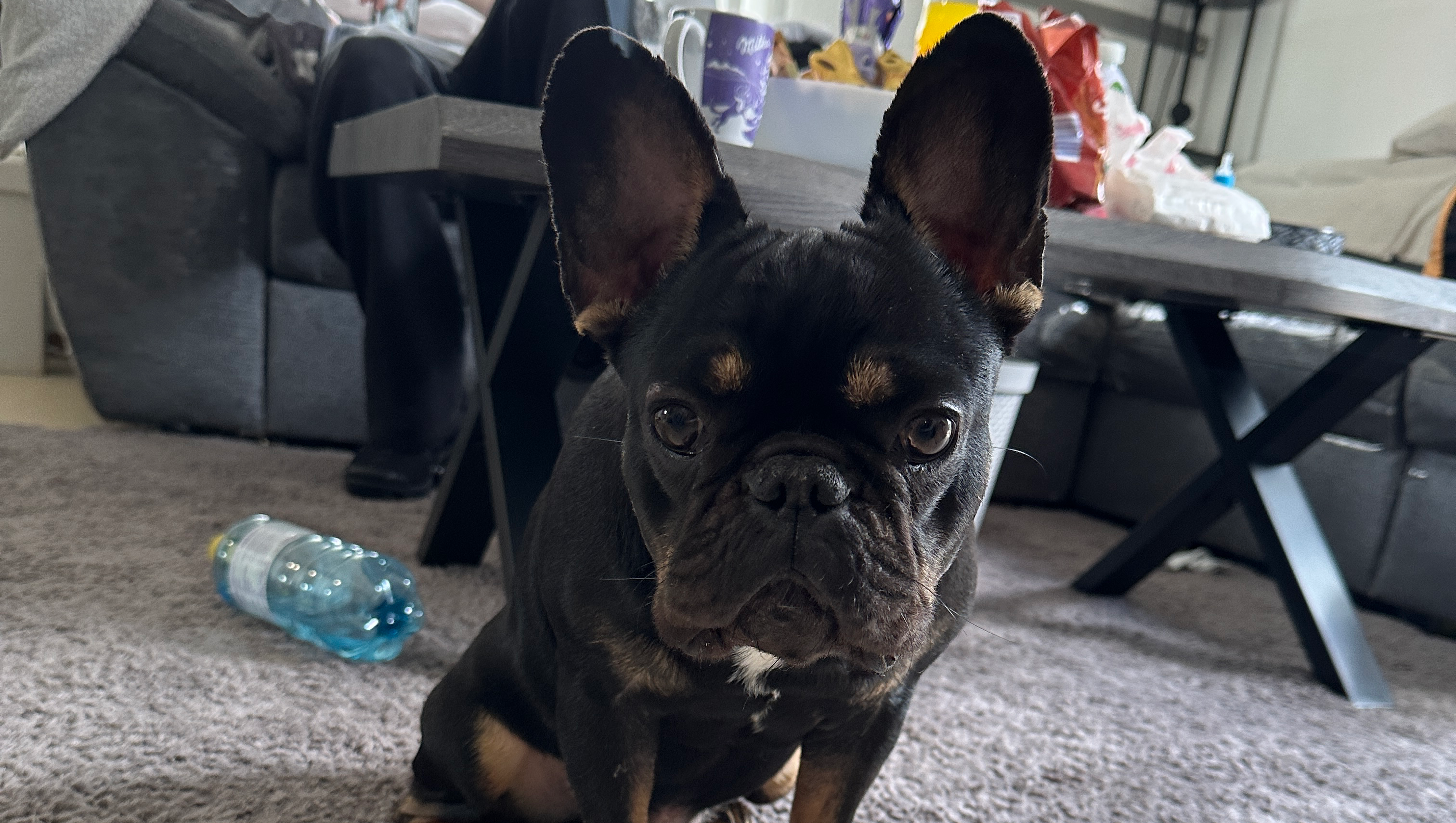 Französisch Bulldogge photo