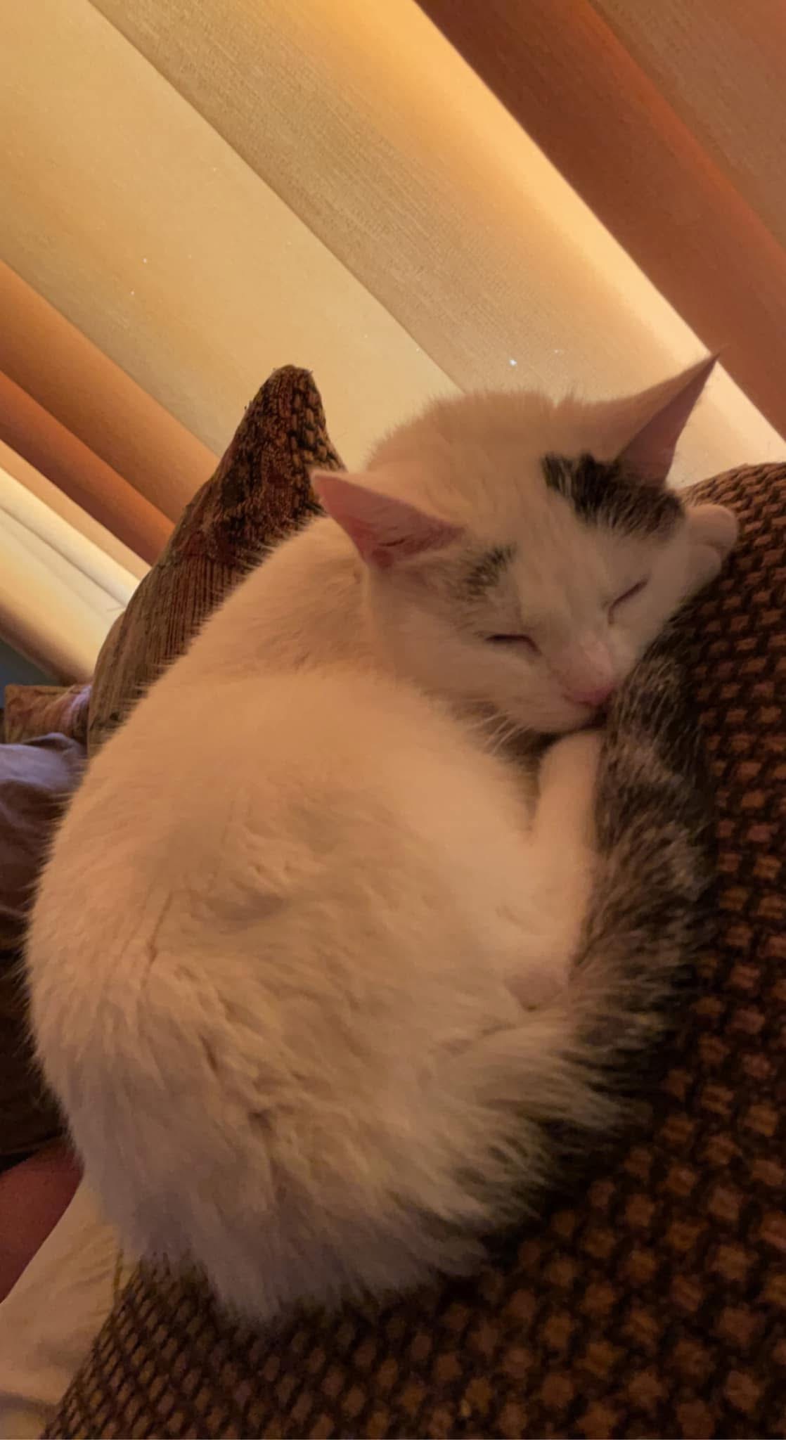 Nala's Farewell: A Tribute to Krista campaign photo, 2 of 7