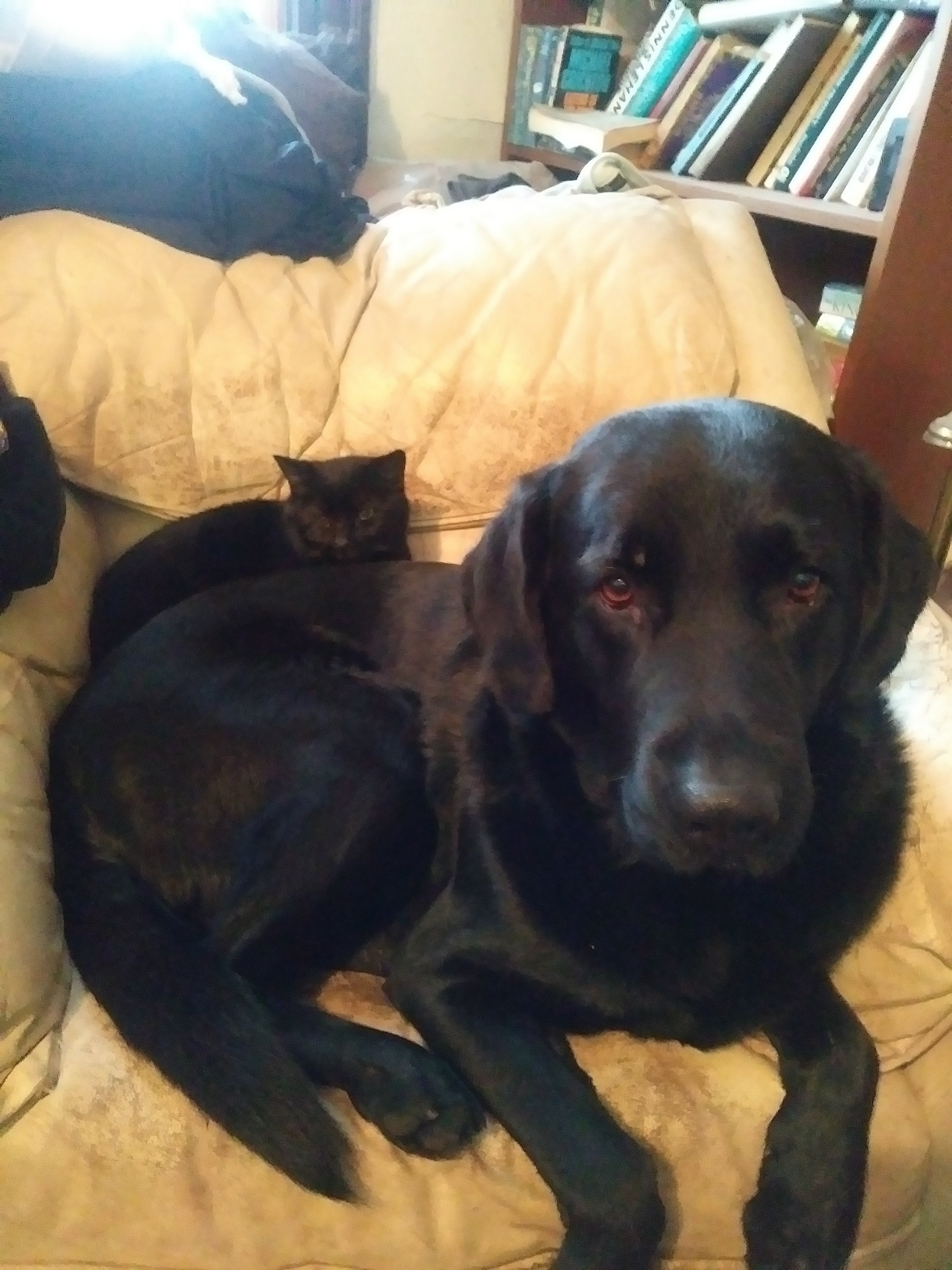 Help Odin Overcome Cancer campaign photo, 7 of 8