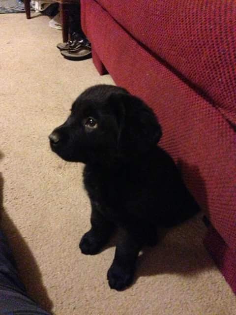 Help Odin Overcome Cancer campaign photo, 2 of 8