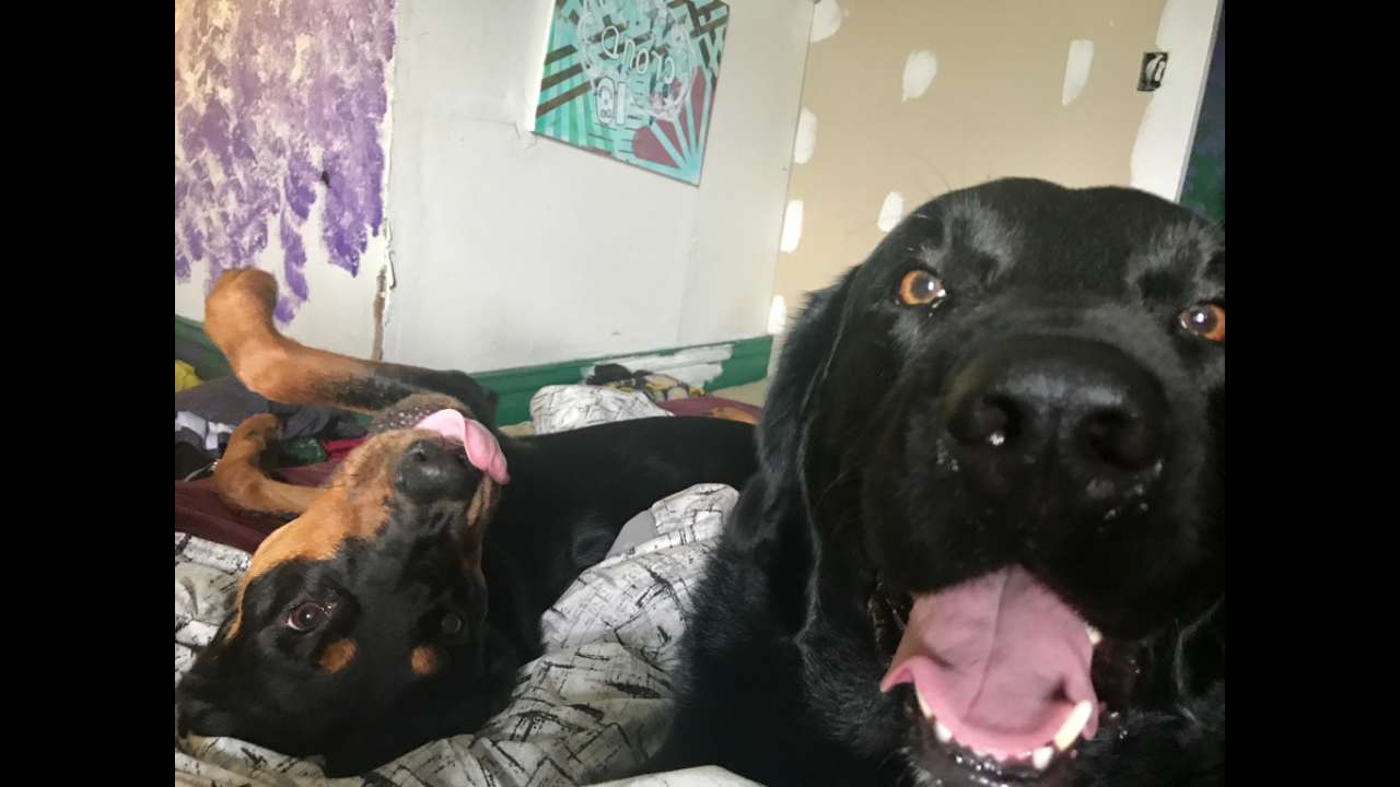 Help Odin Overcome Cancer campaign photo, 4 of 8