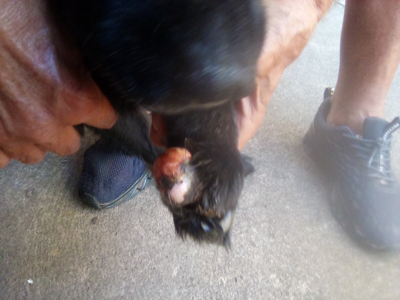 Help Odin Overcome Cancer campaign photo, 5 of 8
