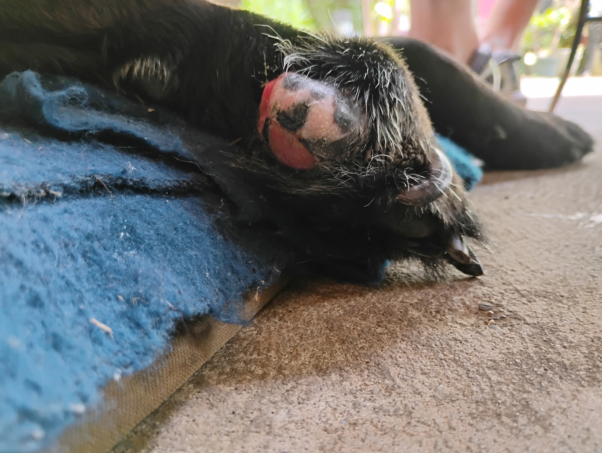 Help Odin Overcome Cancer campaign photo, 6 of 8