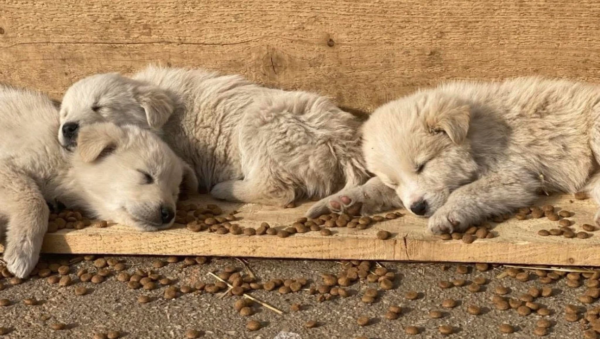 SUPPORT STRAY DOGS WITH FOOD AND VET CARE photo