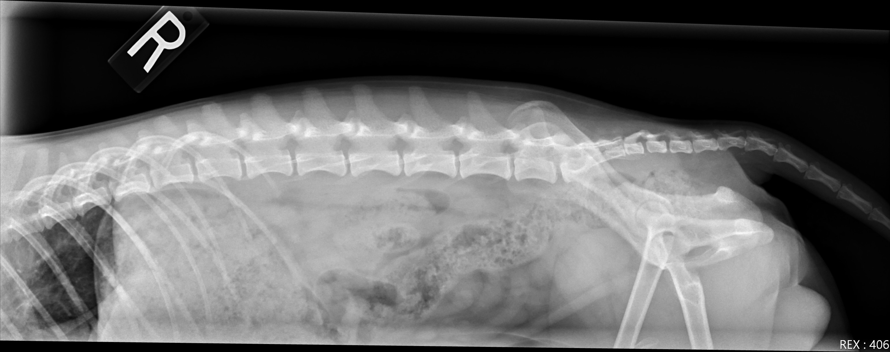 Help save Nugget's life and regain his mobility. campaign photo, 2 of 8