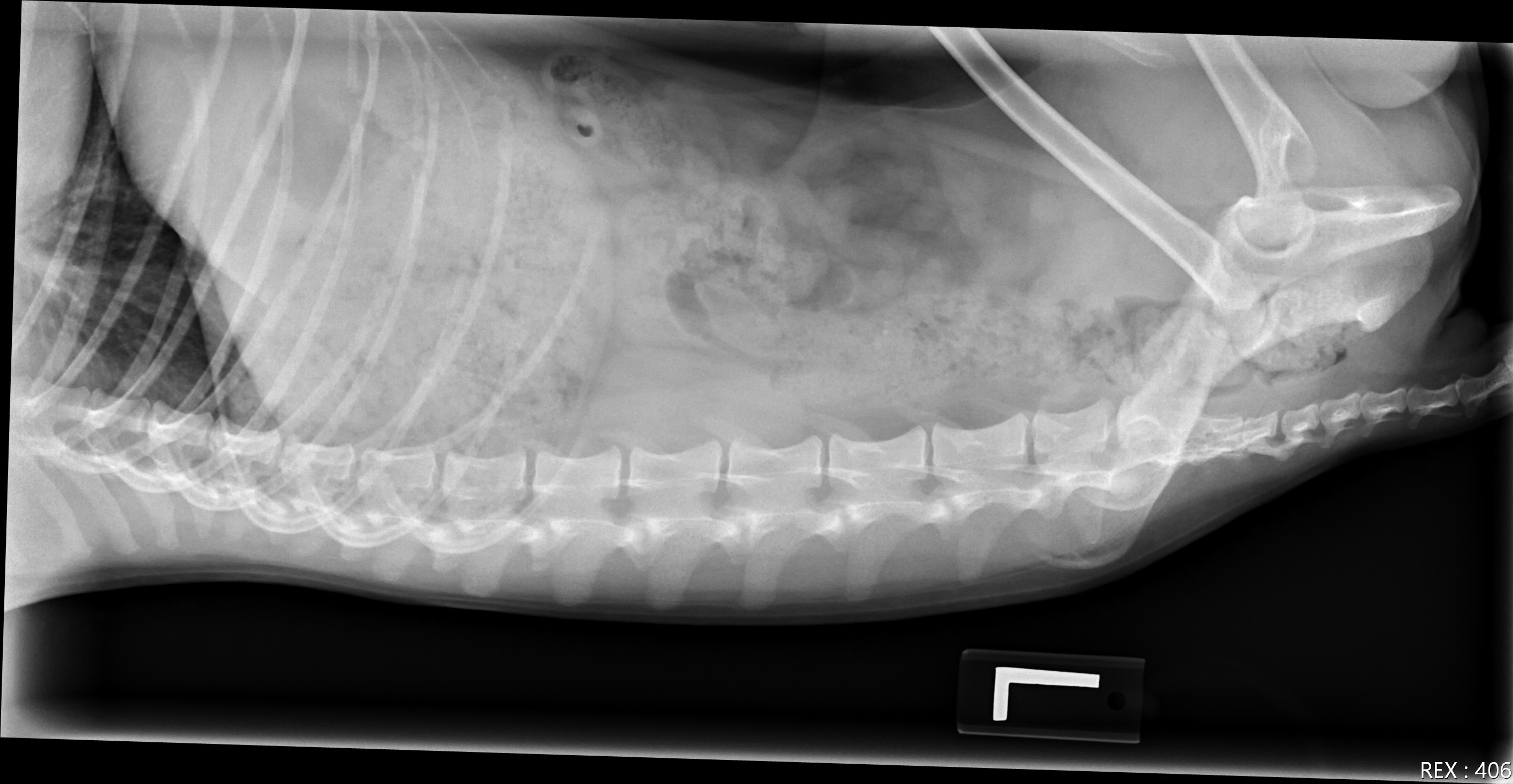 Help save Nugget's life and regain his mobility. campaign photo, 4 of 8
