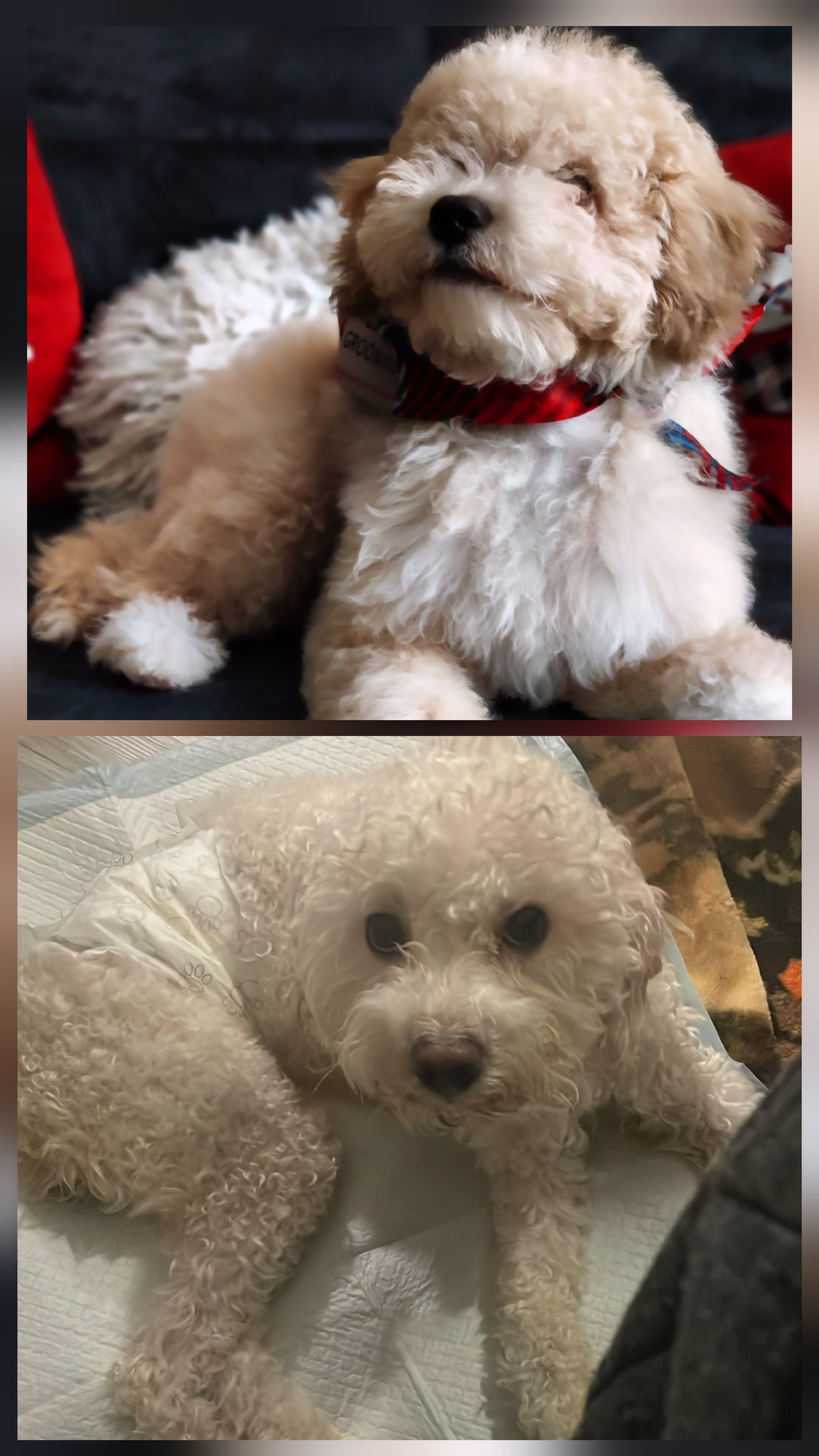 Help save Nugget's life and regain his mobility. campaign photo, 5 of 8