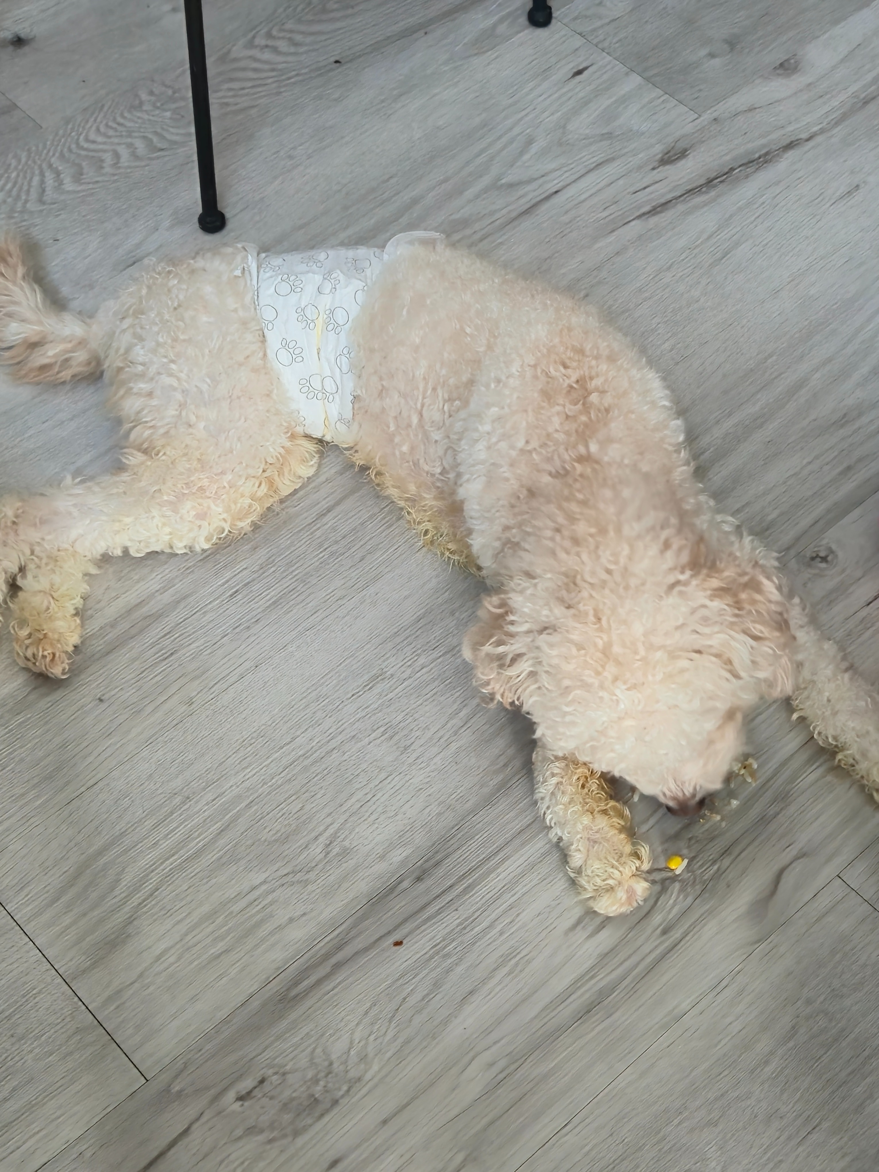 Help save Nugget's life and regain his mobility. campaign photo, 6 of 8