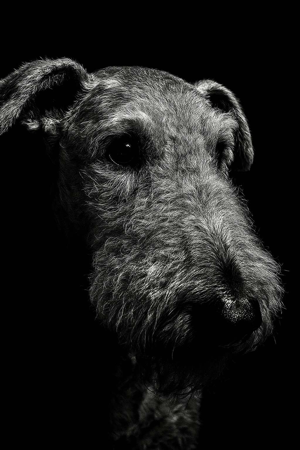 Help Rolo Get Surgery campaign photo, 4 of 4