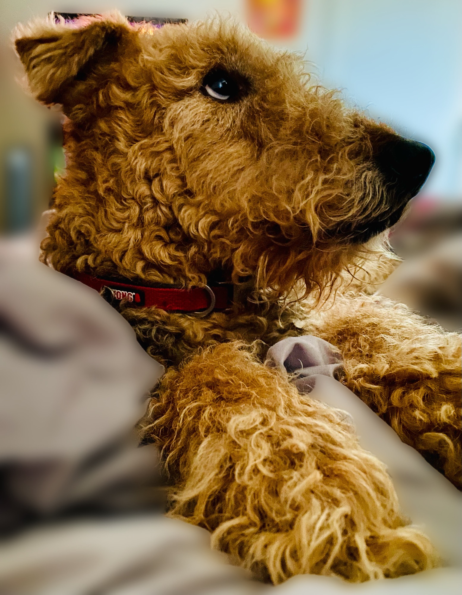 Help Rolo Get Surgery campaign photo, 2 of 4