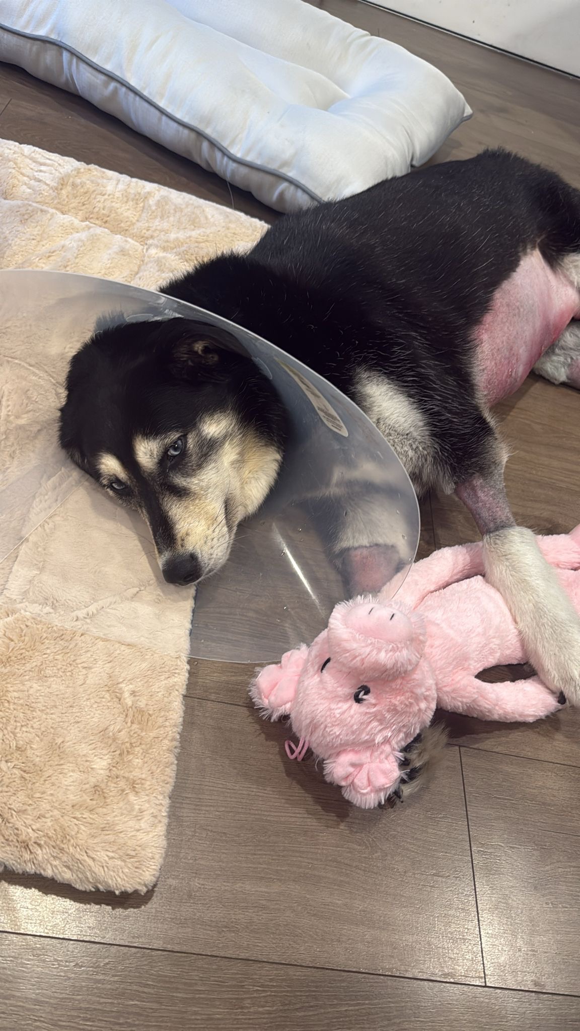 Rain’s Emergency Surgery campaign photo, 6 of 8