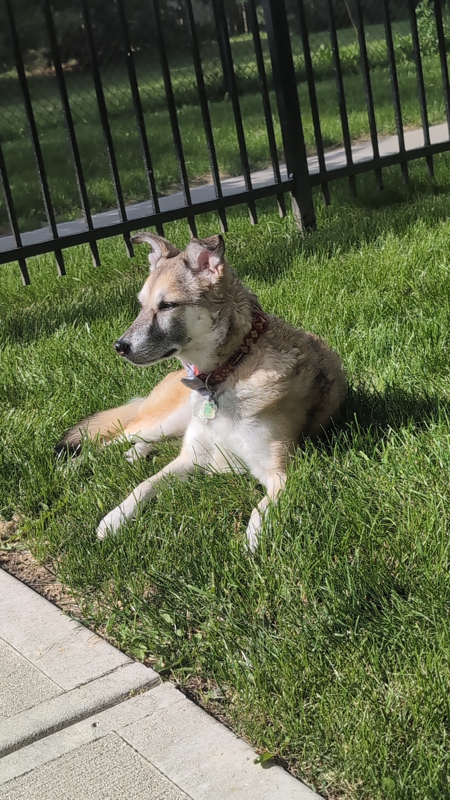 Faline's MRI fund campaign photo, 2 of 4