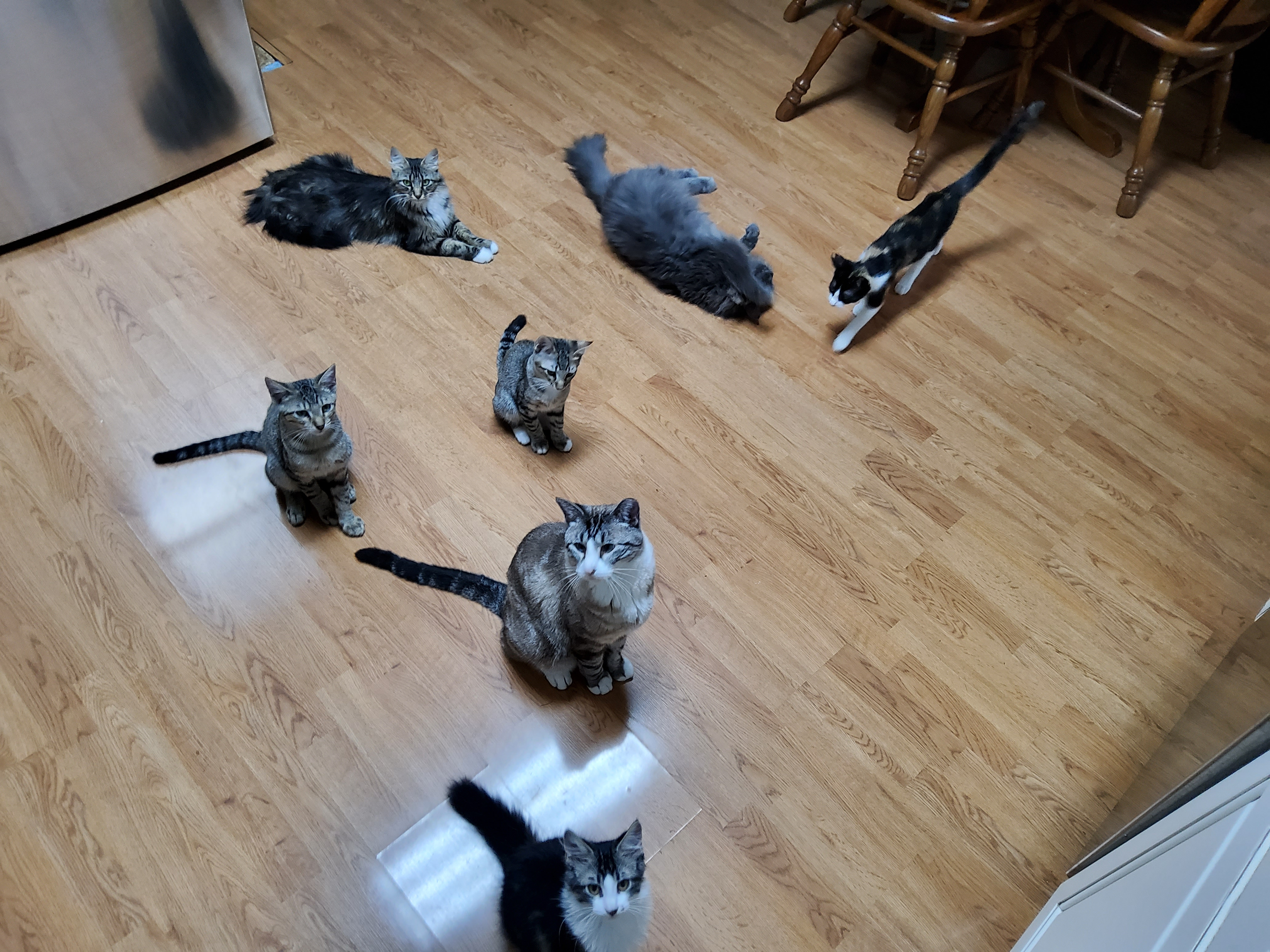 Help Us Care for Feral Cats in Need - Closed. campaign photo, 2 of 3