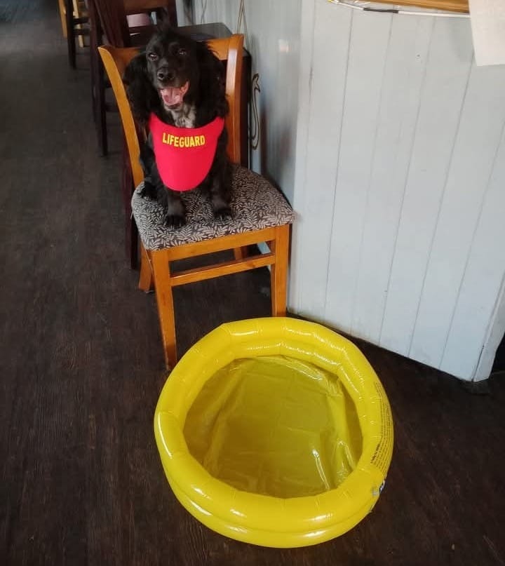 Evie the loved pub dog campaign photo, 4 of 5