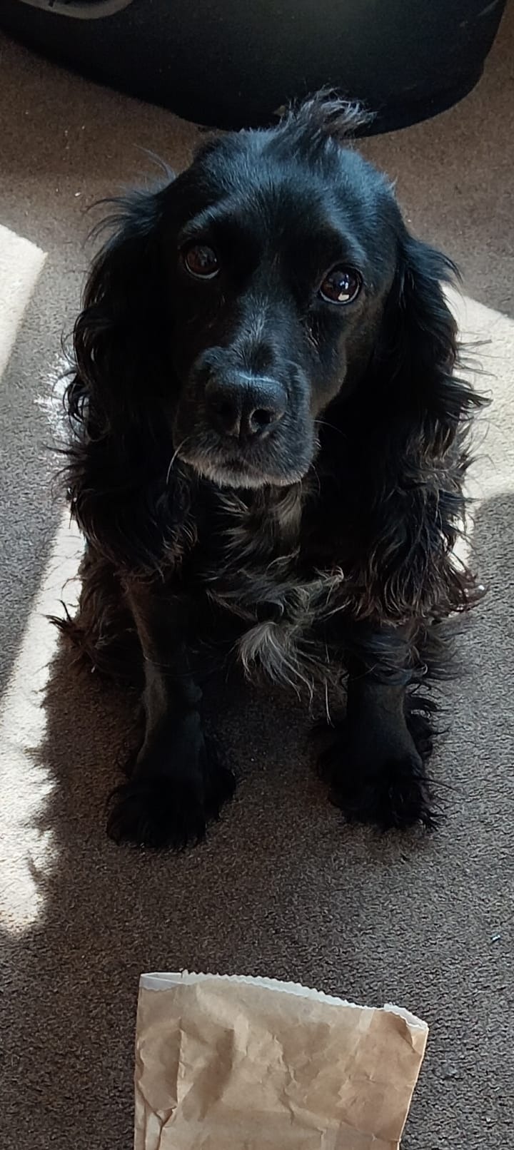 Evie the loved pub dog campaign photo, 2 of 5
