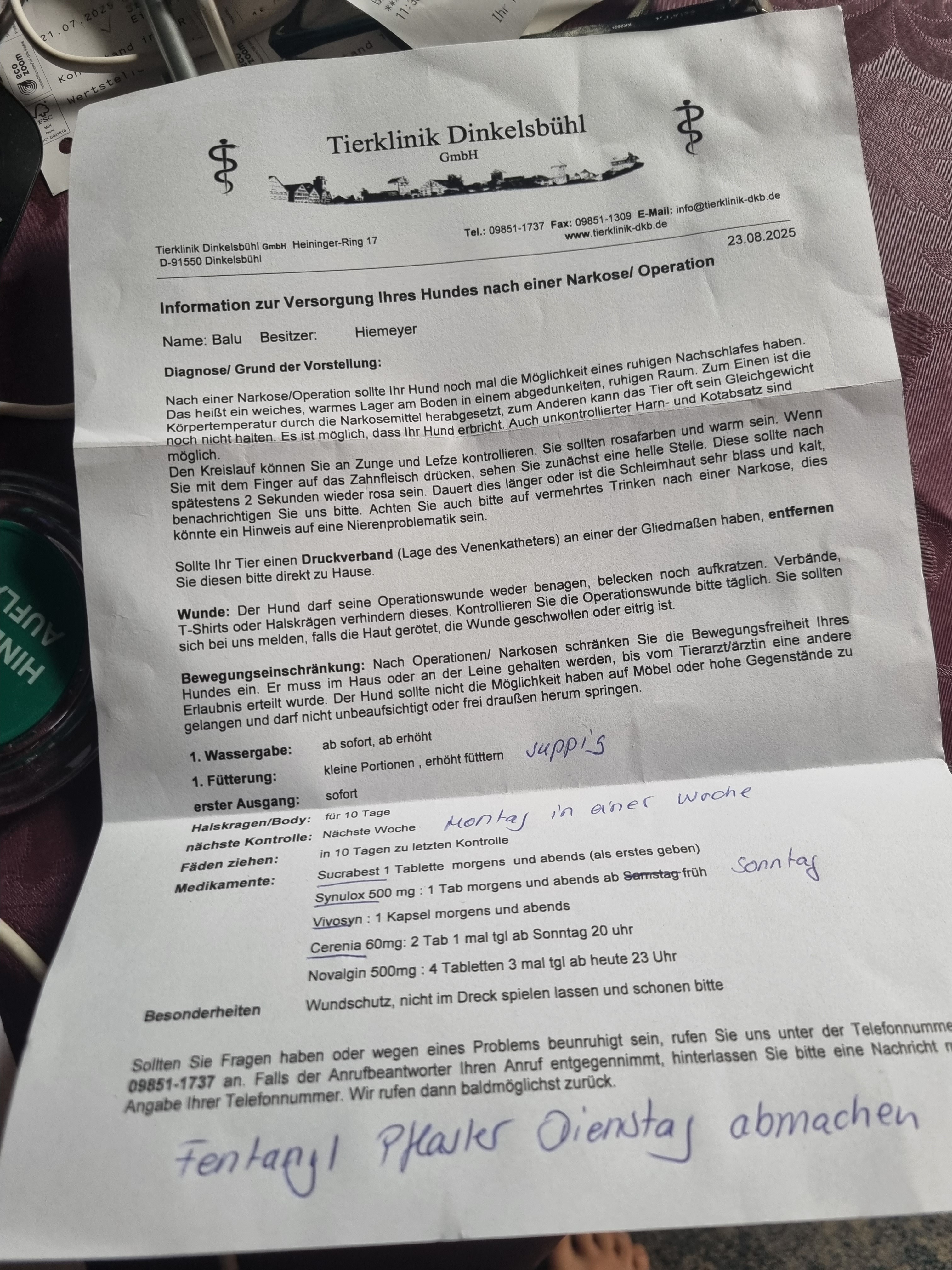 Kampagnen-Foto für Bernersenner Balu schreit um Hilfe,  Not-OP  Magendrehung!, 4 von 8