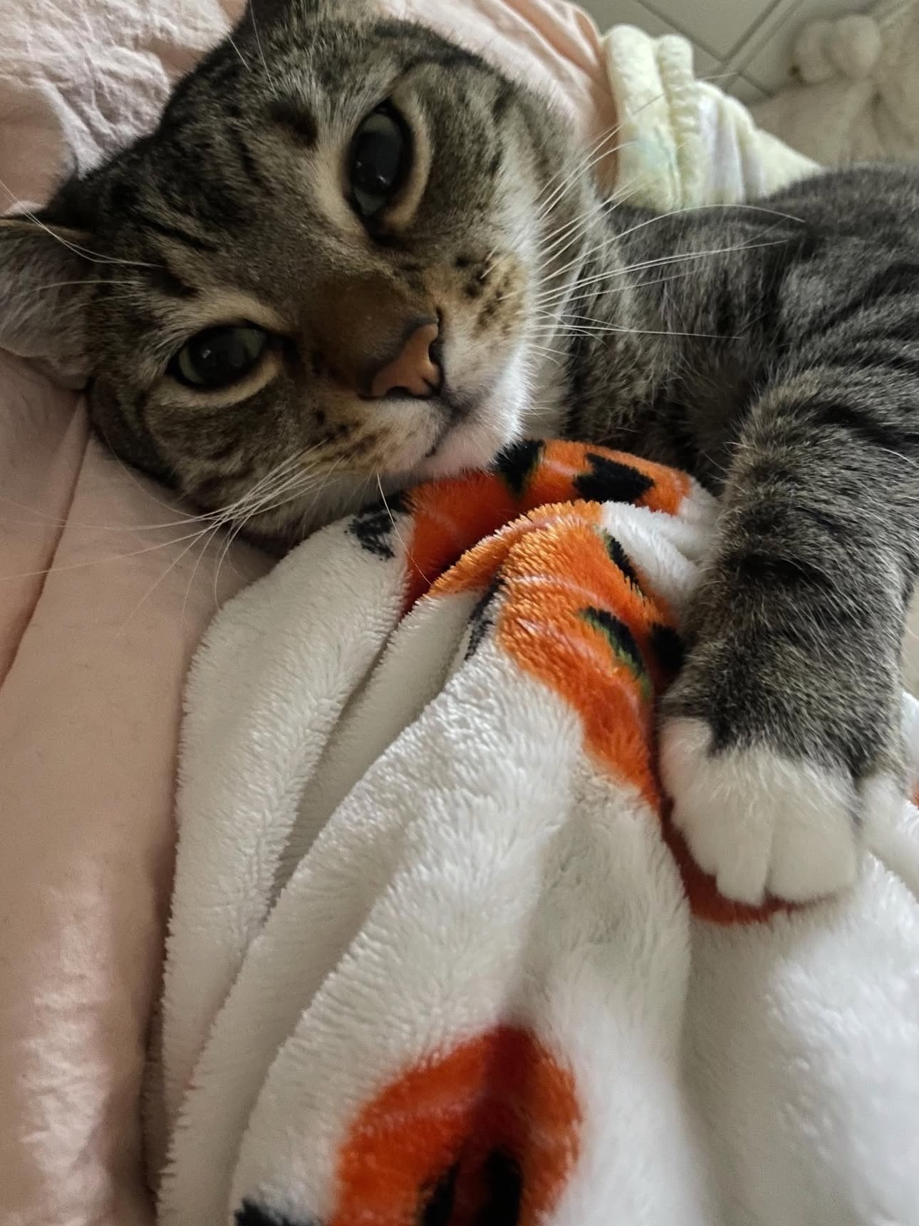 Help Gizmo Get Lifesaving Care campaign photo, 7 of 8