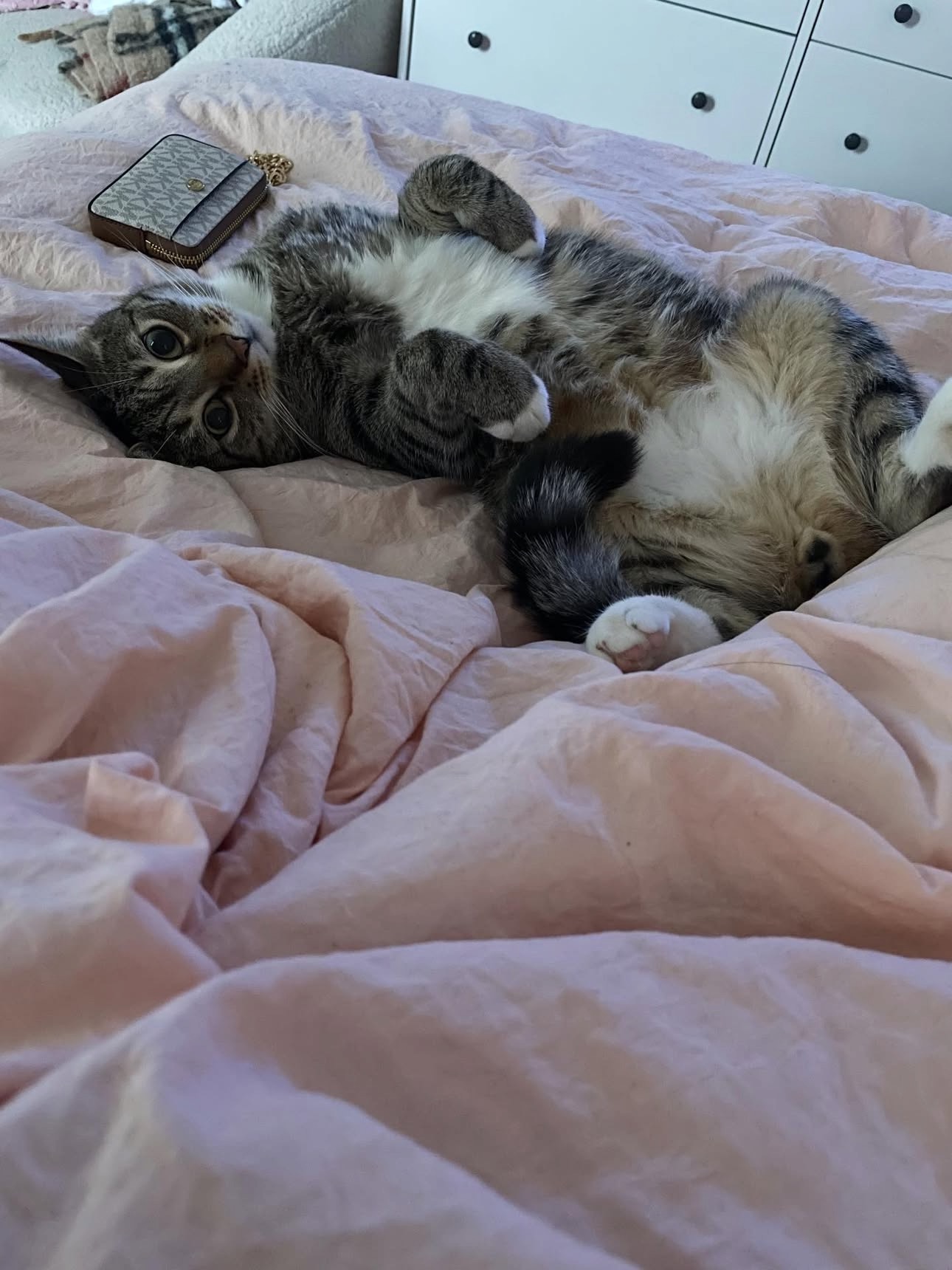 Help Gizmo Get Lifesaving Care campaign photo, 4 of 8