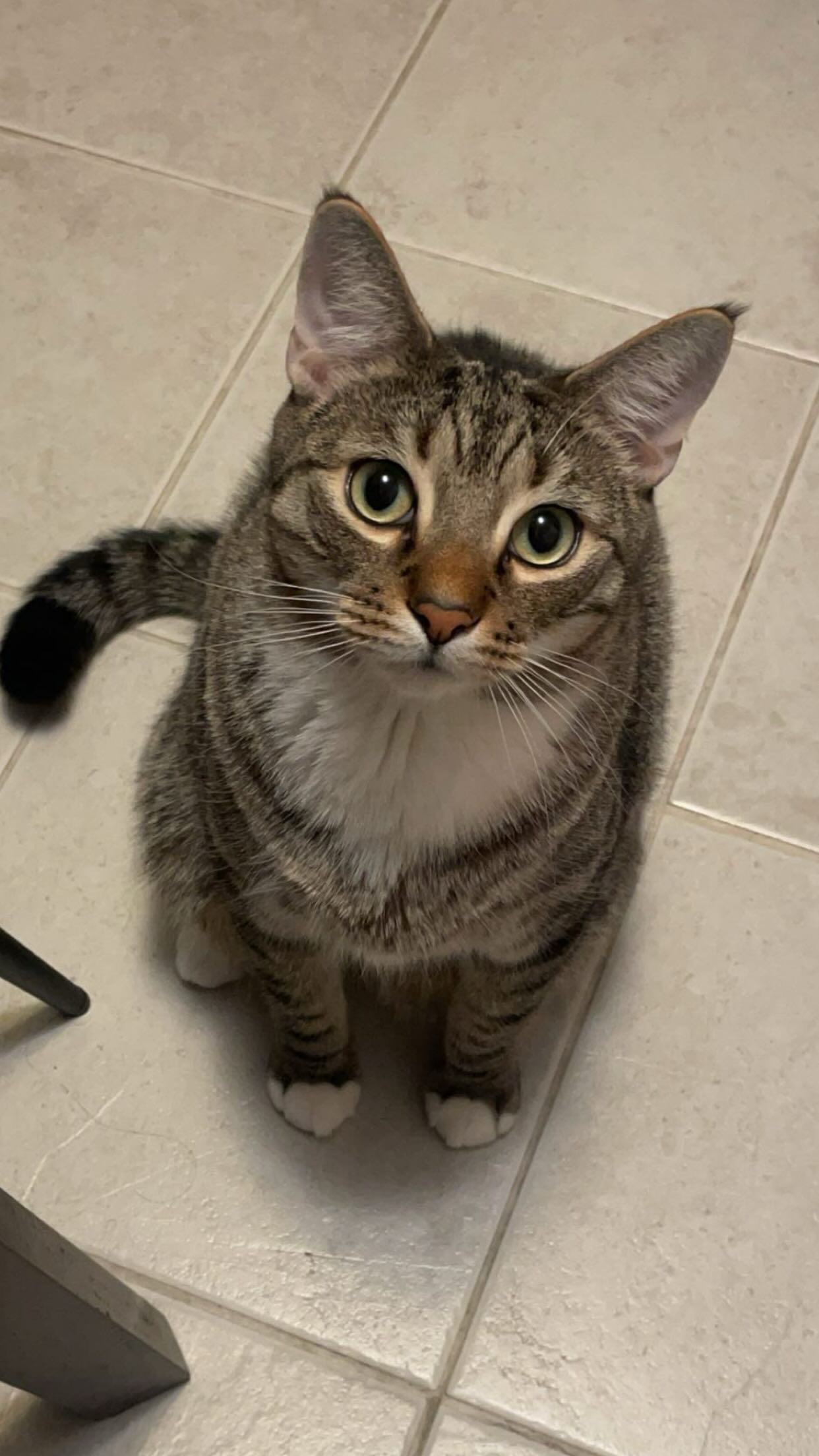 Help Gizmo Get Lifesaving Care campaign photo, 2 of 8