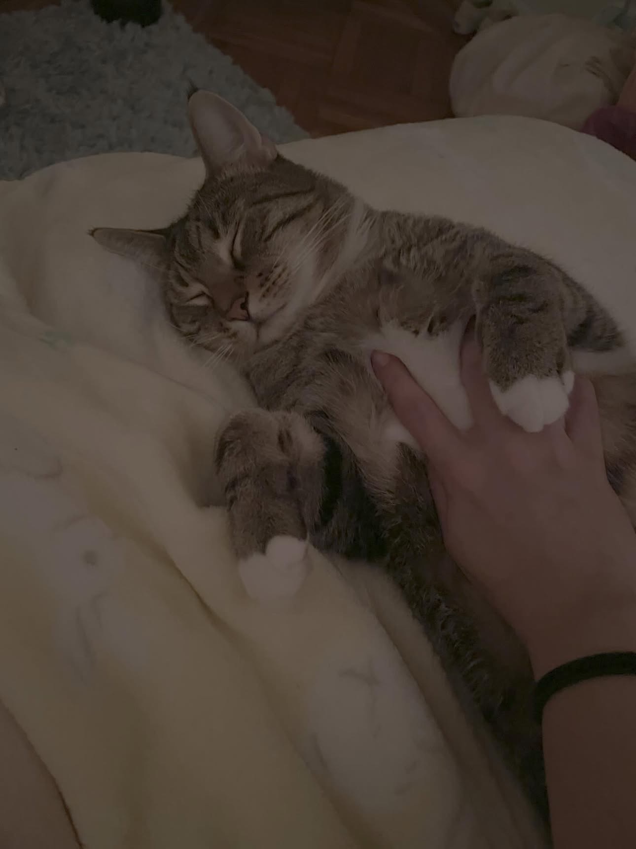 Help Gizmo Get Lifesaving Care campaign photo, 5 of 8
