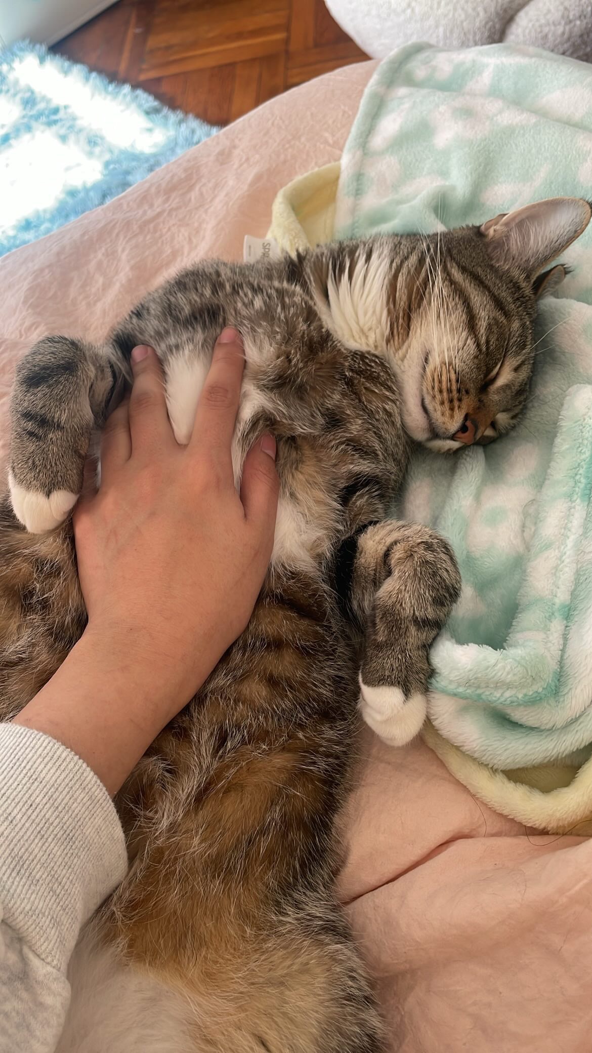 Help Gizmo Get Lifesaving Care campaign photo, 6 of 8
