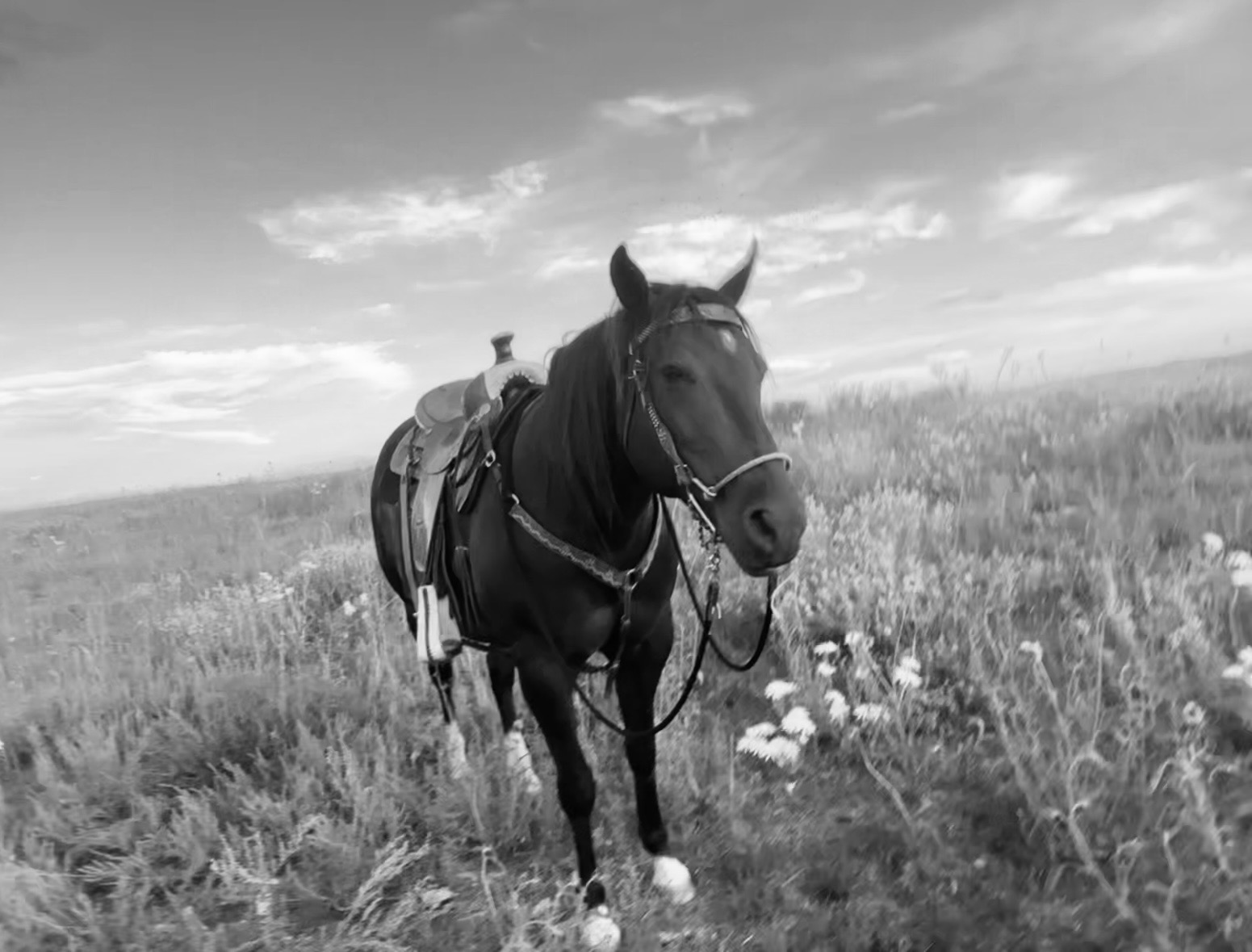 Help Sophia Attend FFA National Convention campaign photo, 7 of 8
