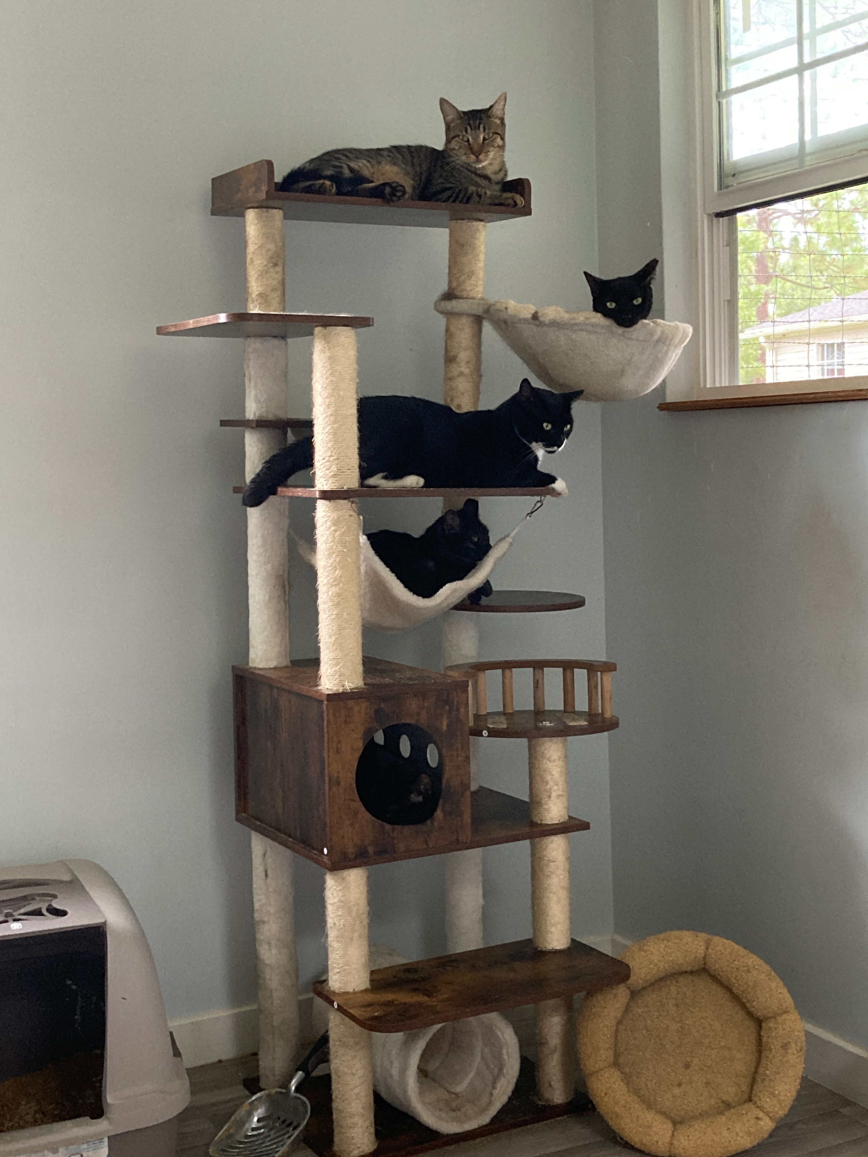 Support Sprite’s 501c3 Feline Sanctuary campaign photo, 7 of 8