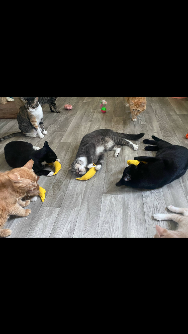Support Sprite’s 501c3 Feline Sanctuary campaign photo, 2 of 8