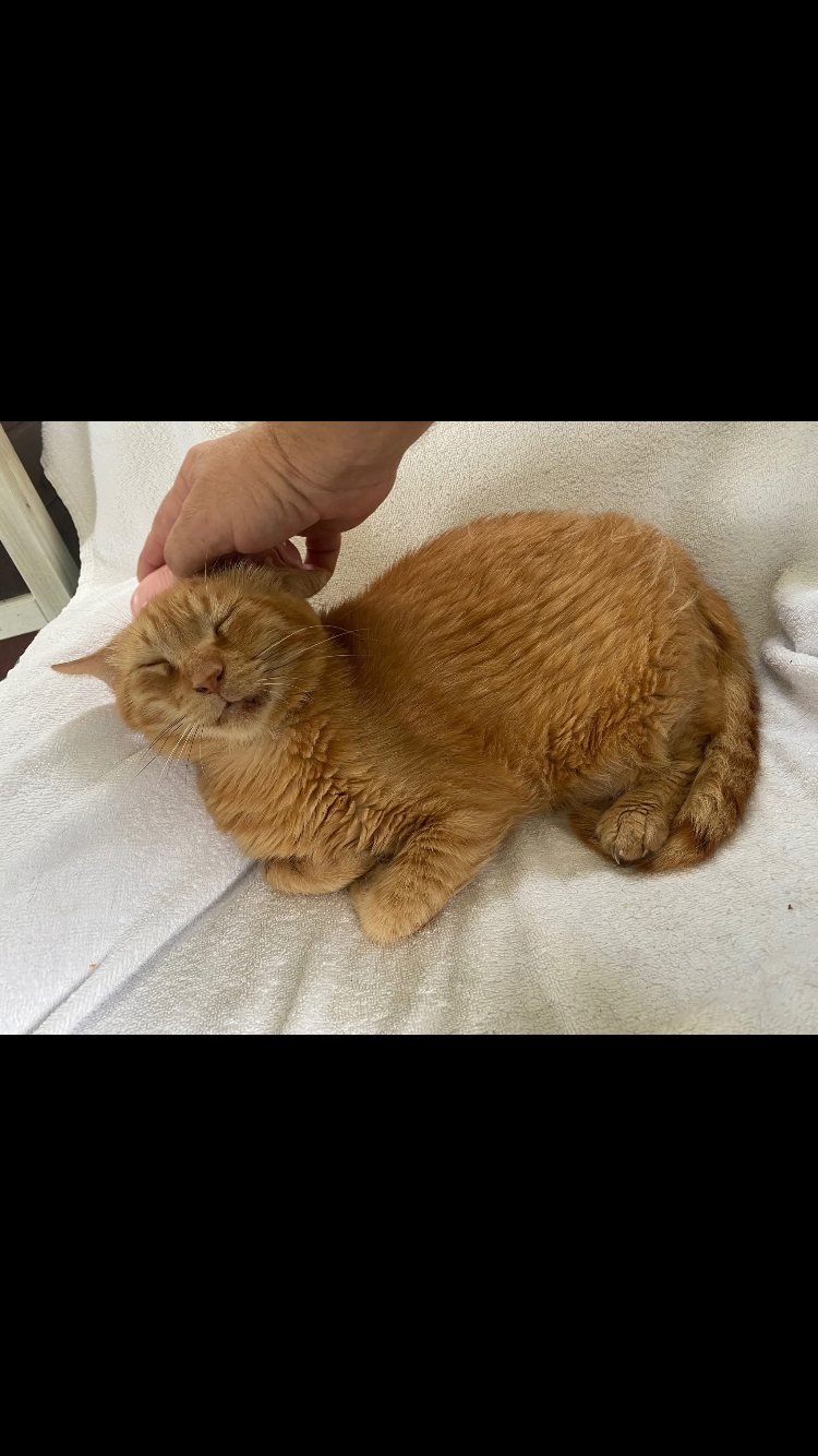Support Sprite’s 501c3 Feline Sanctuary campaign photo, 4 of 8