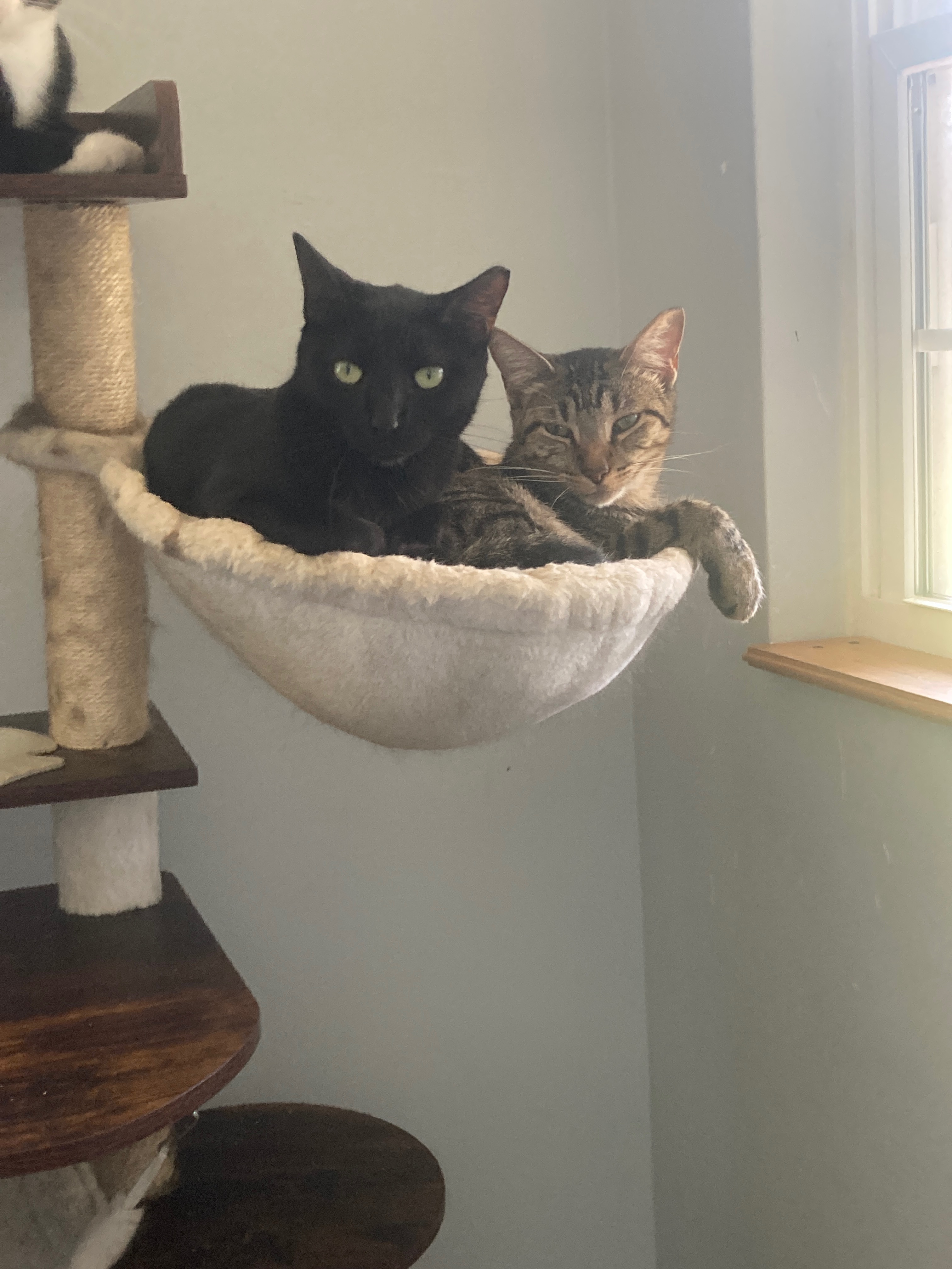 Support Sprite’s 501c3 Feline Sanctuary campaign photo, 5 of 8