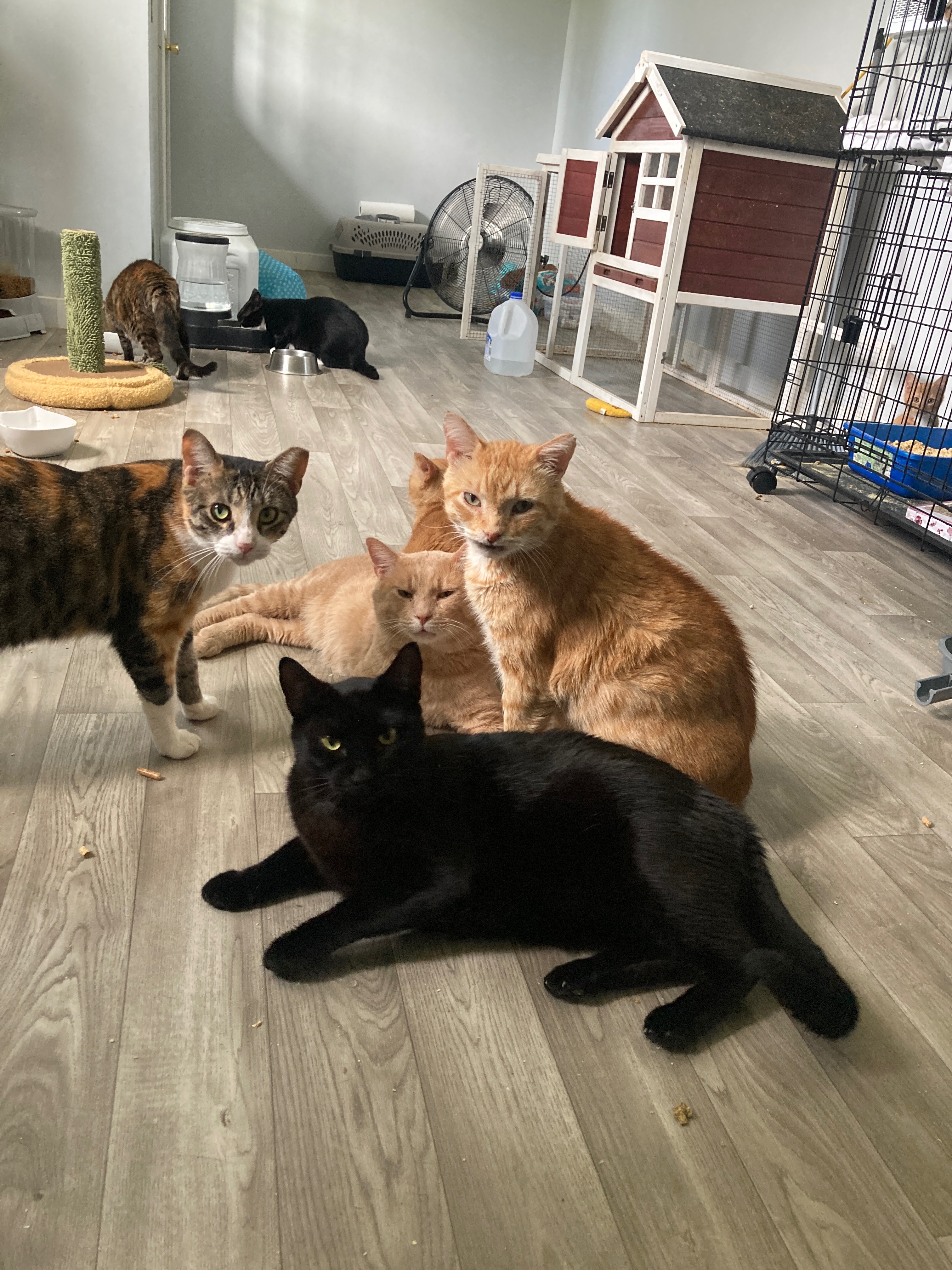 Support Sprite’s 501c3 Feline Sanctuary campaign photo, 6 of 8