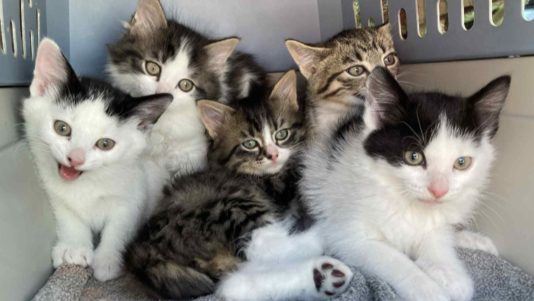 Donate to help Small Town Community Cats succeed! pinned link photo