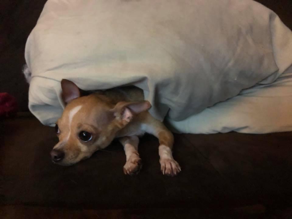 Save Bubby: Support His Life-Saving Surgery campaign photo, 7 of 8