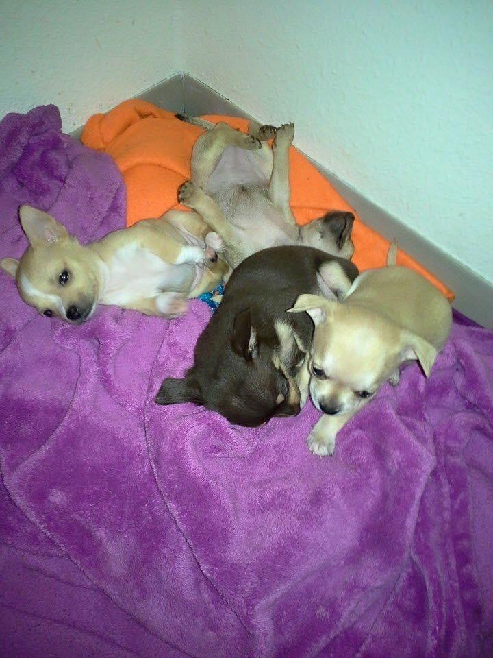 Save Bubby: Support His Life-Saving Surgery campaign photo, 4 of 8