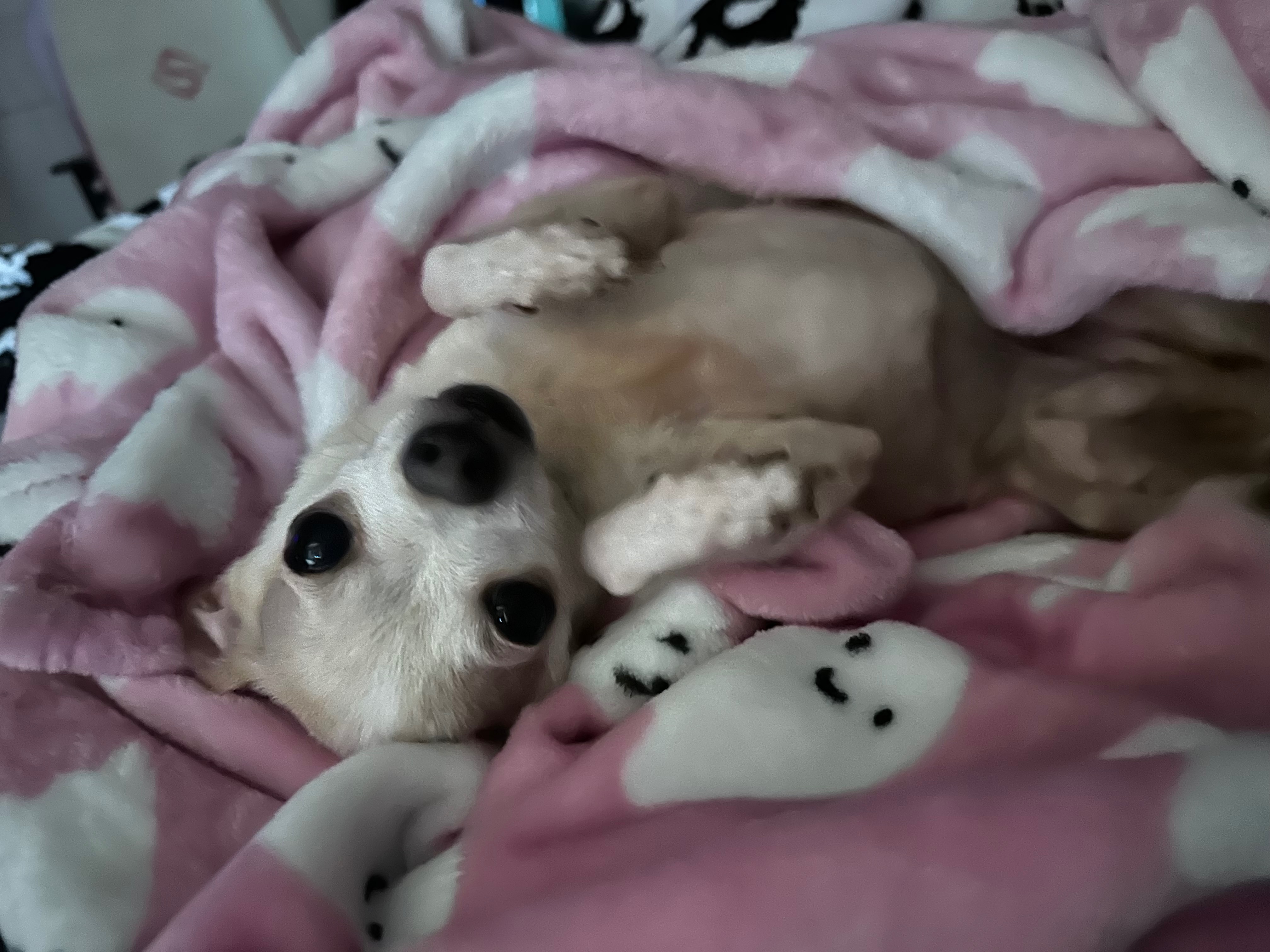 Save Bubby: Support His Life-Saving Surgery campaign photo, 5 of 8