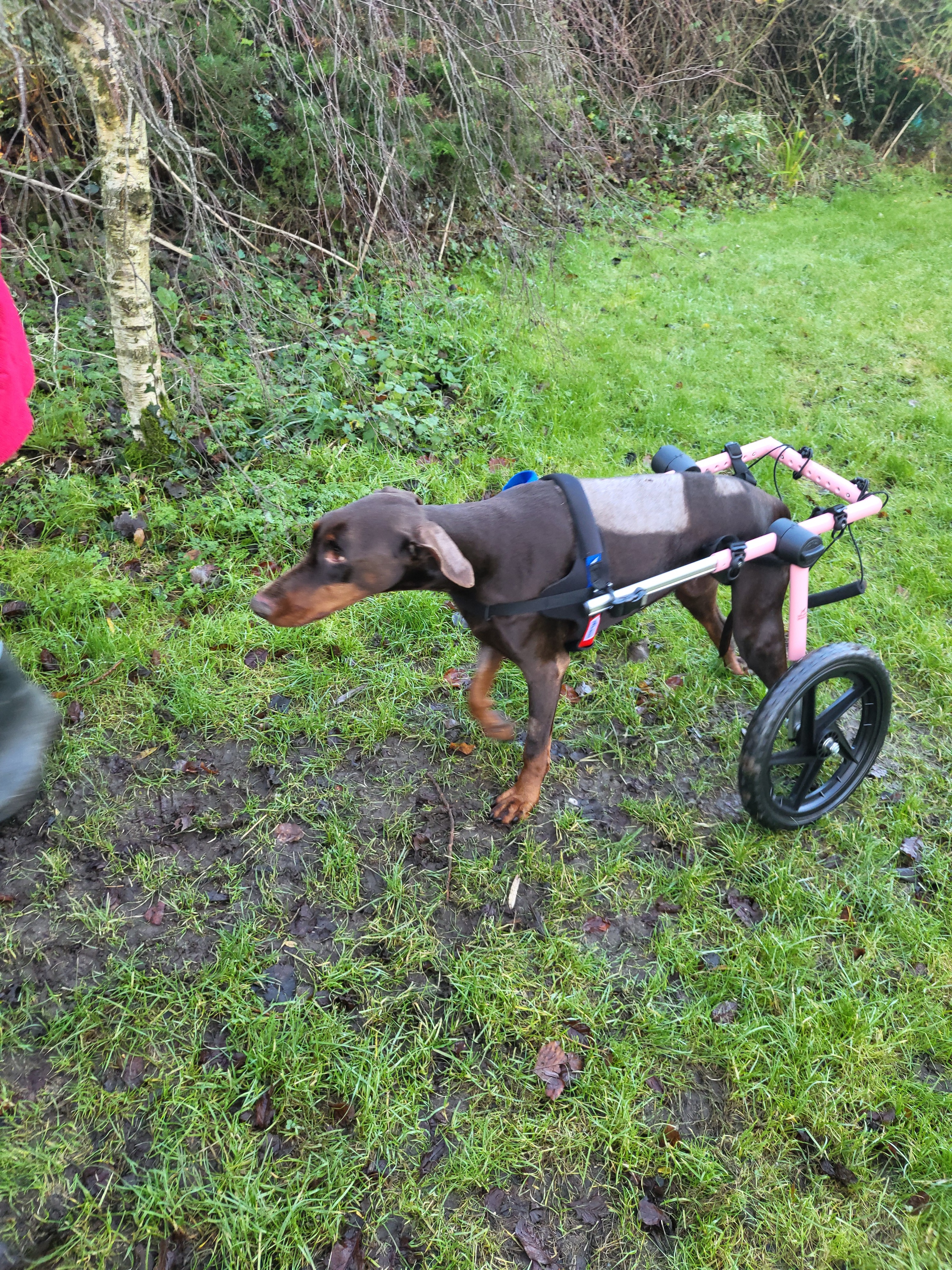 Zoo the disabled dobermann campaign photo, 7 of 8