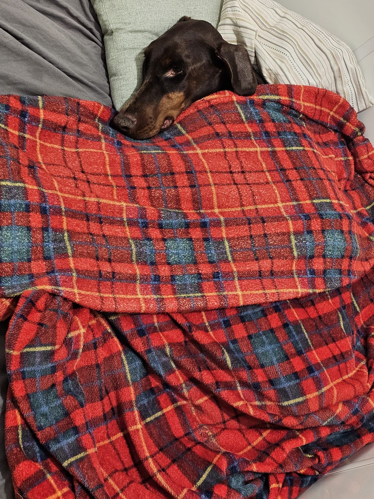Zoo the disabled dobermann campaign photo, 4 of 8