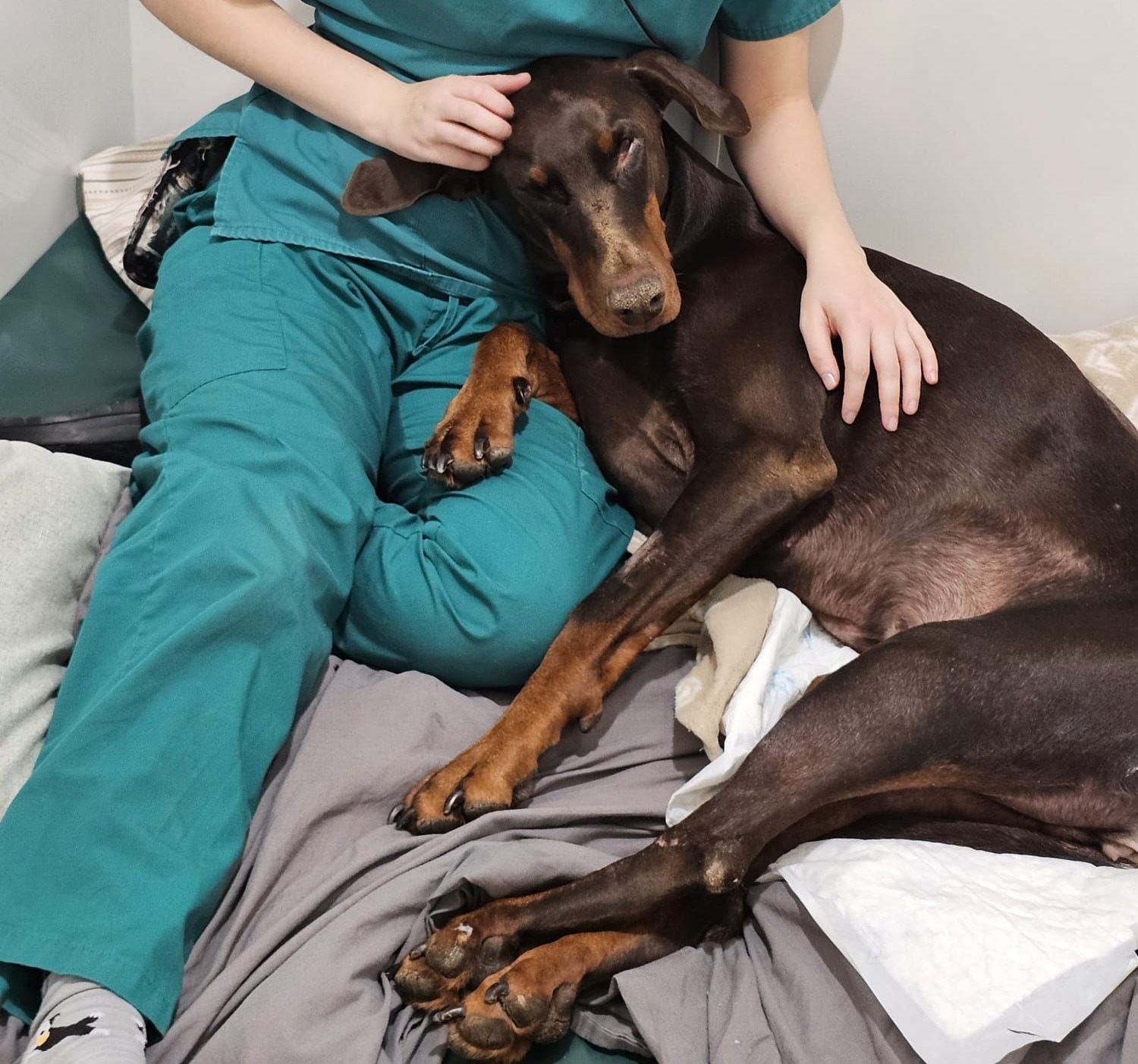Zoo the disabled dobermann campaign photo, 2 of 8