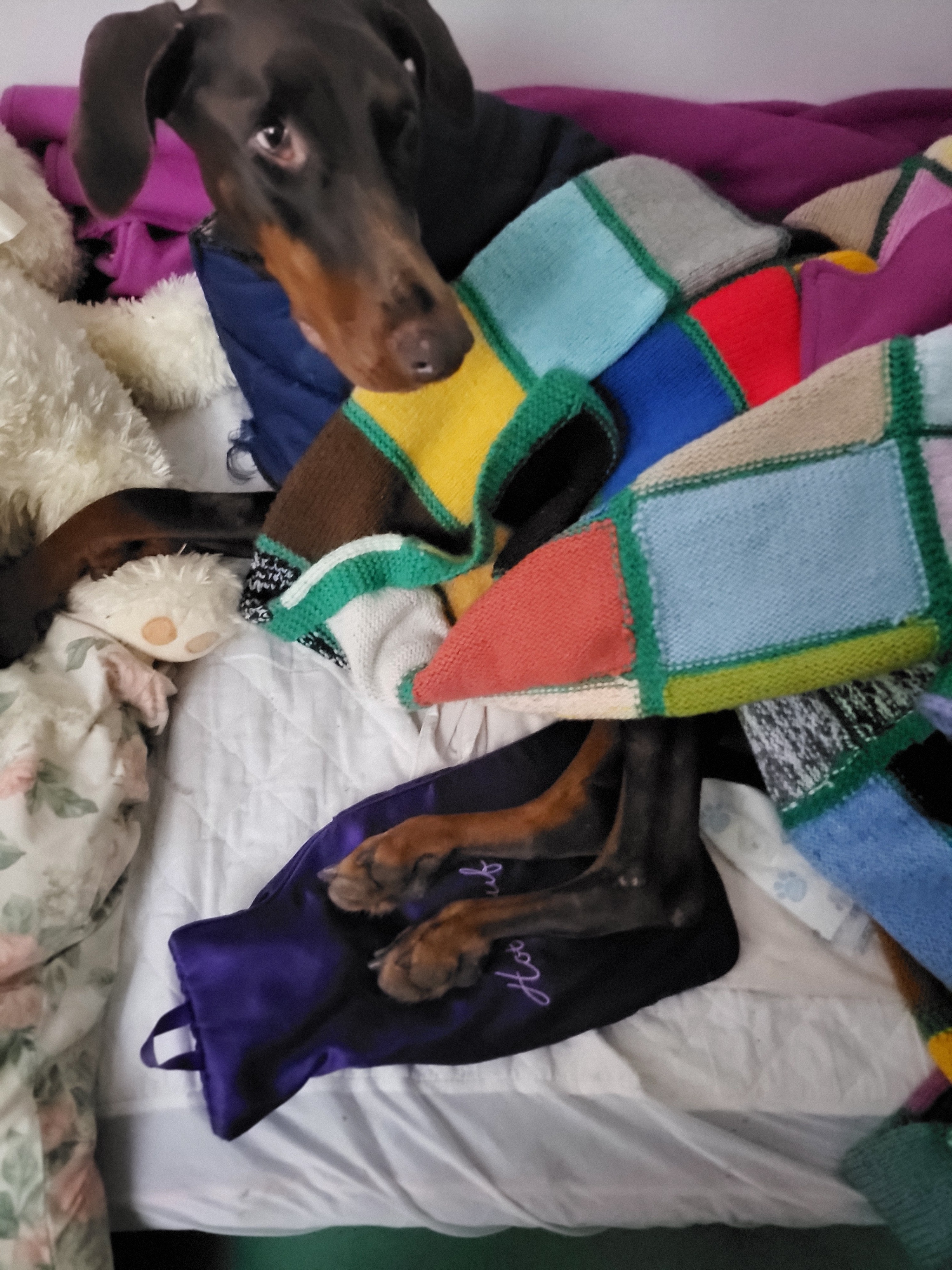 Zoo the disabled dobermann campaign photo, 5 of 8