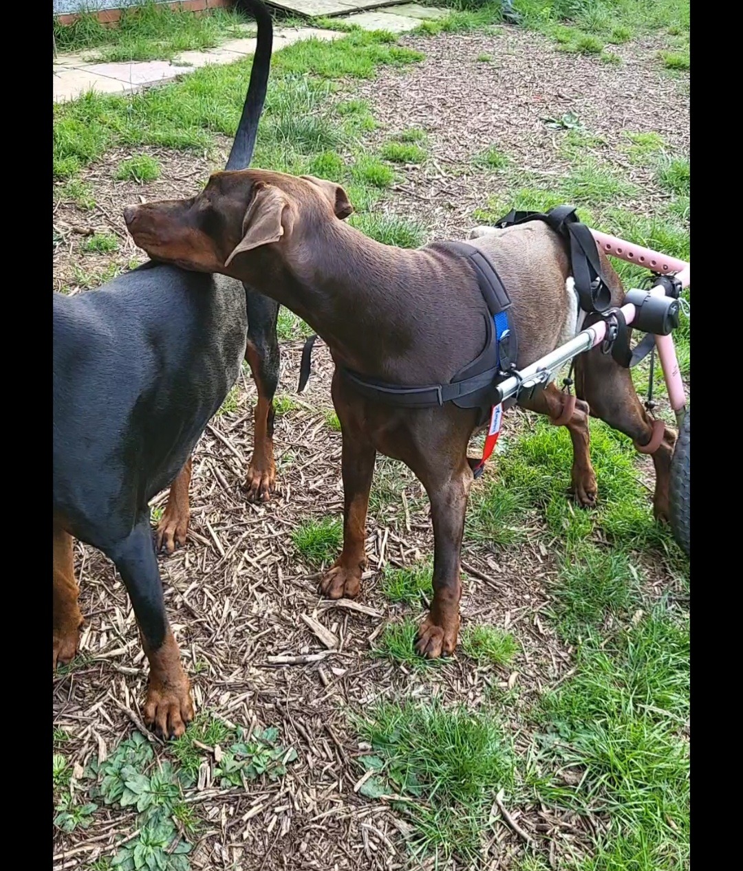 Zoo the disabled dobermann campaign photo, 6 of 8