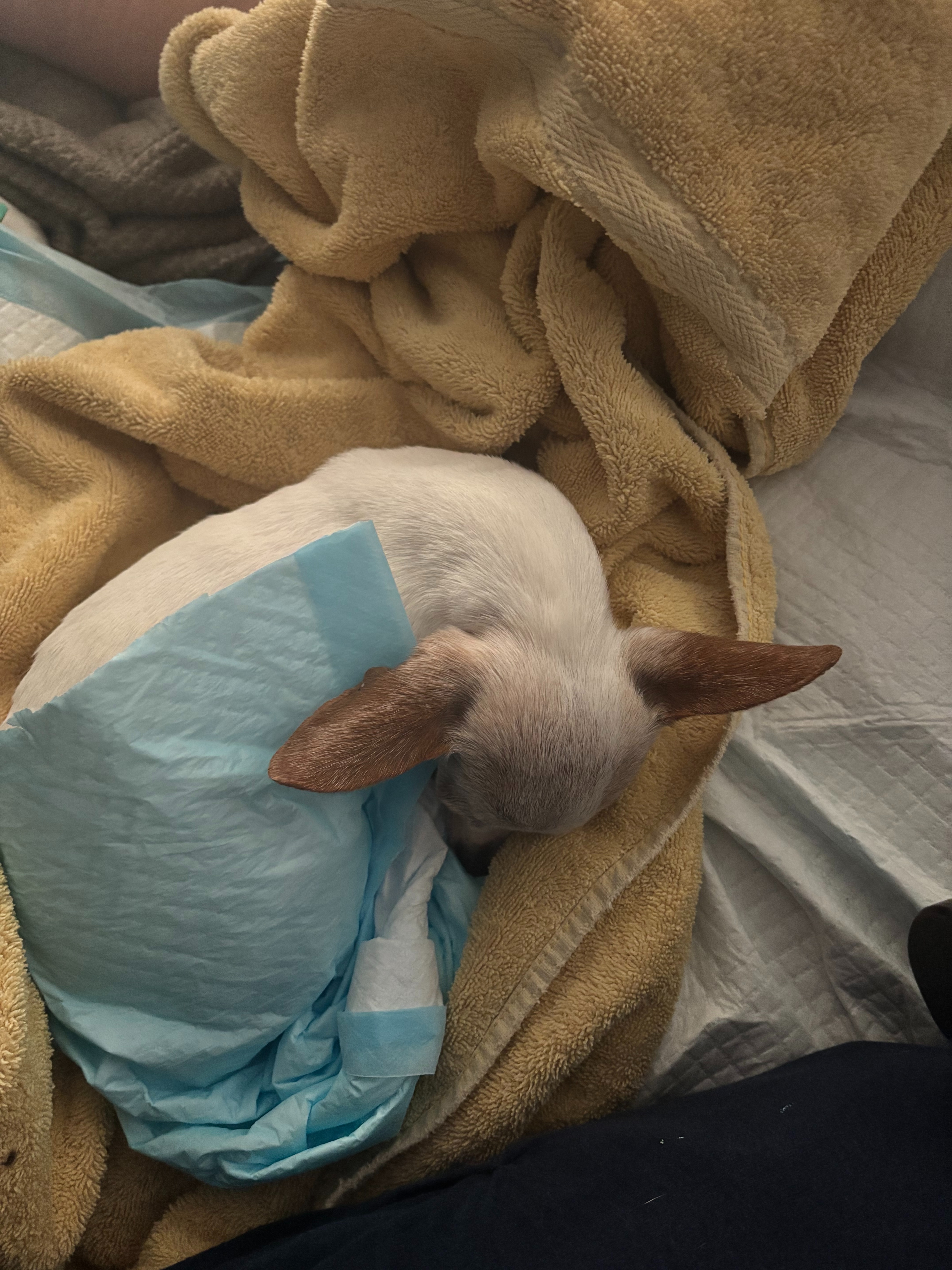 Support Lito & Isaiah: Save Ruby's Life campaign photo, 2 of 4