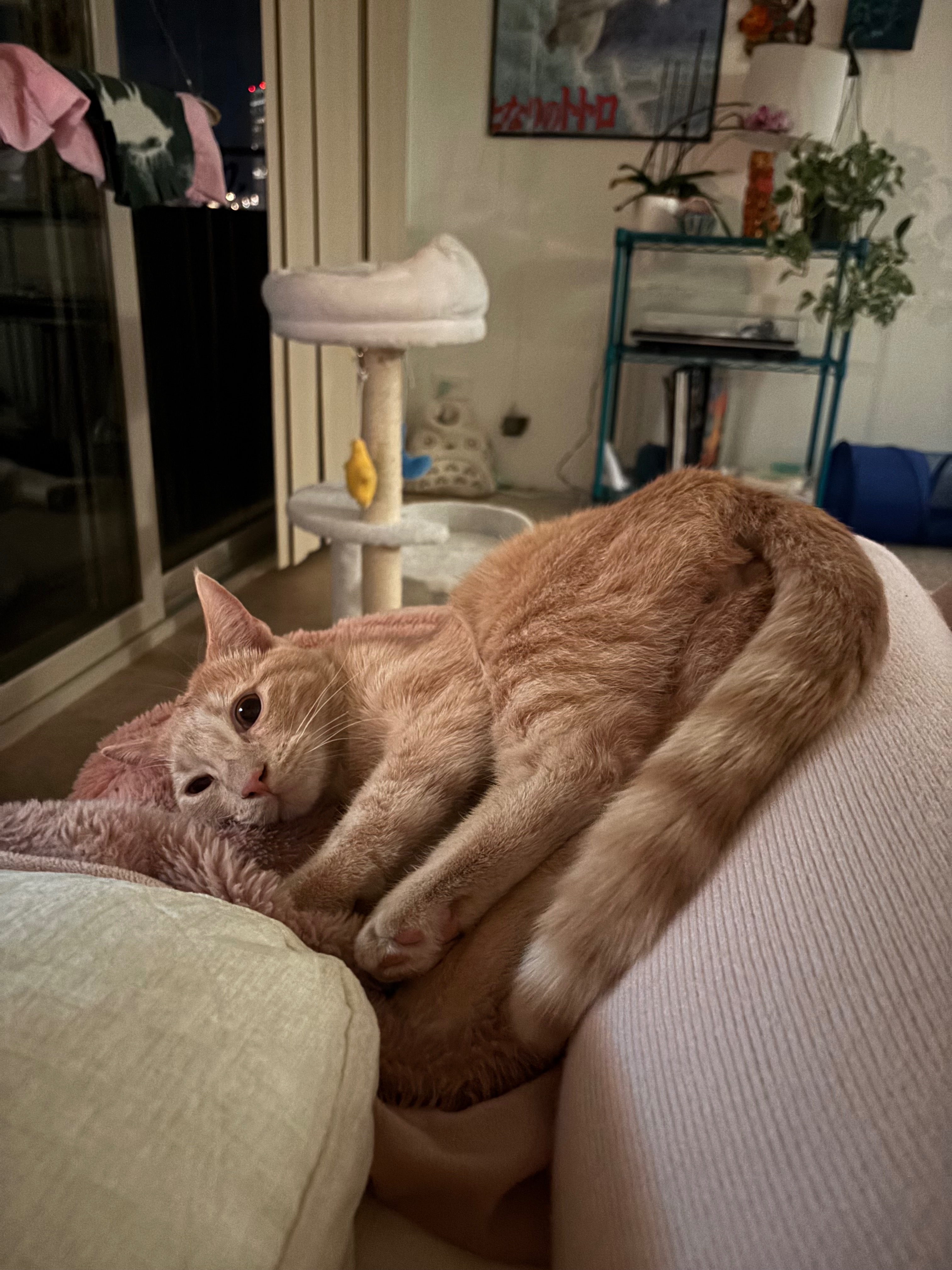 Help Save Ponyo: Urgent Surgery Needed campaign photo, 6 of 7