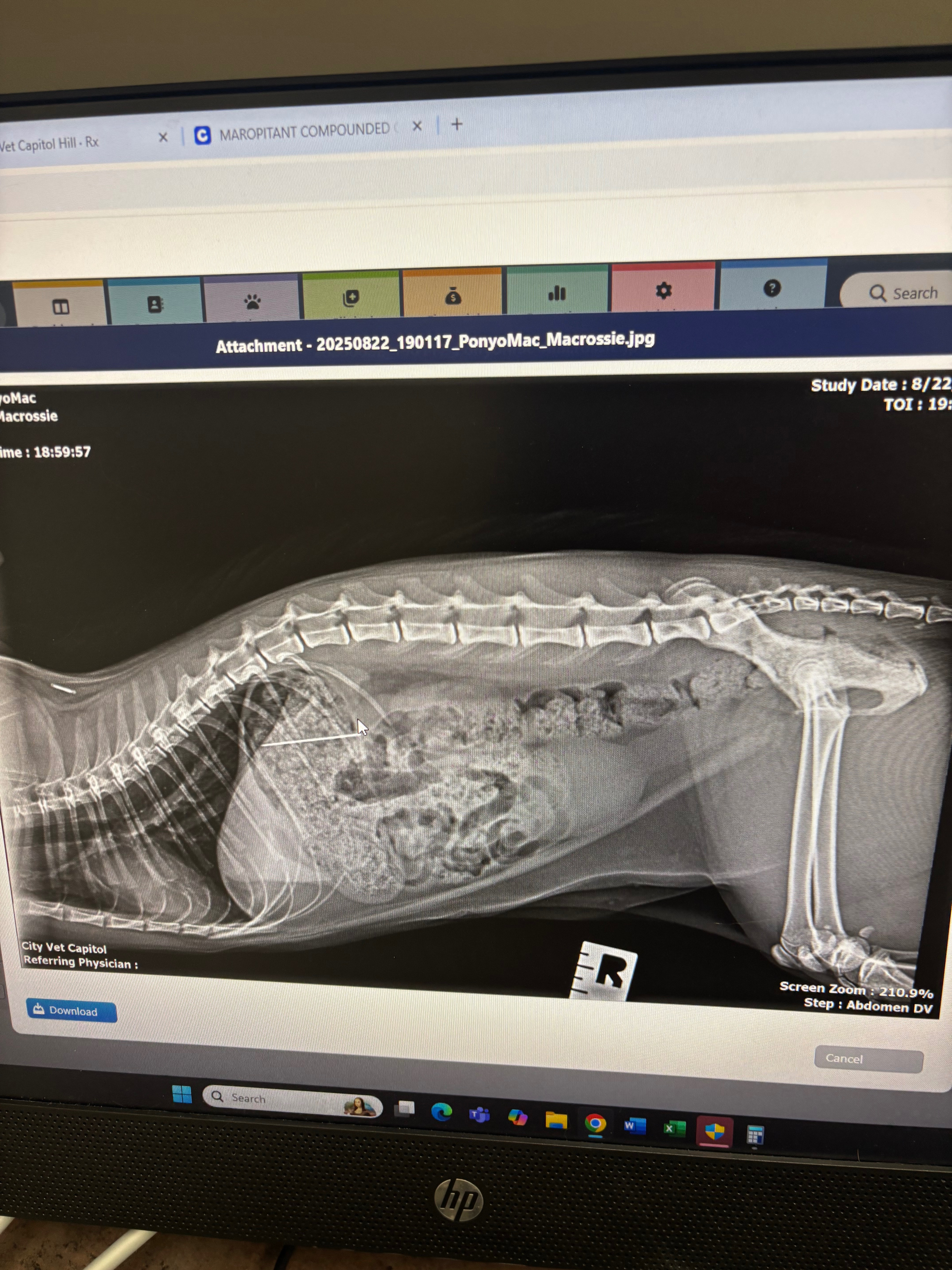 Help Save Ponyo: Urgent Surgery Needed campaign photo, 2 of 7