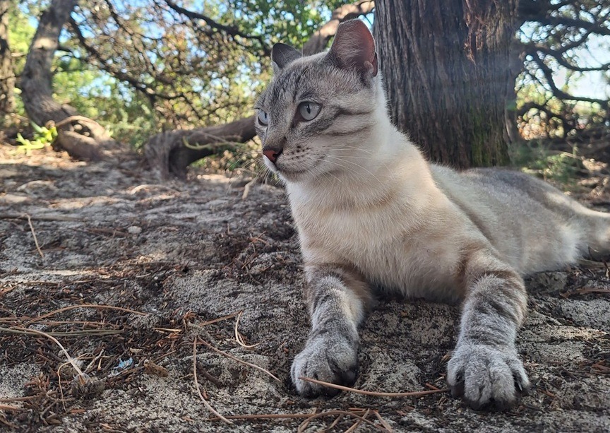 Colonie feline di Alghero campaign photo, 7 of 8