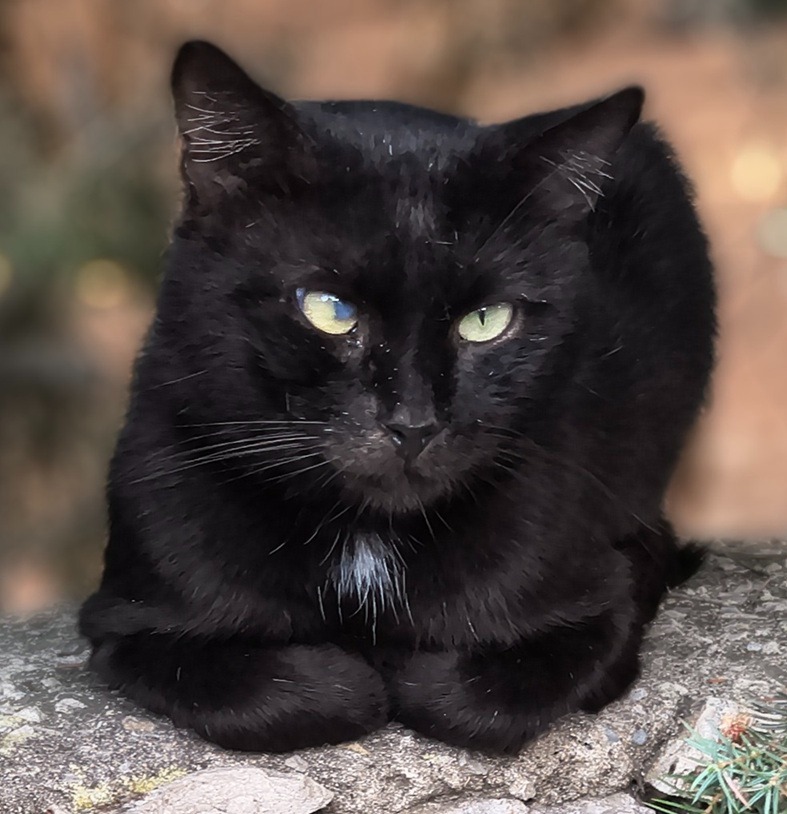 Colonie feline di Alghero campaign photo, 2 of 8