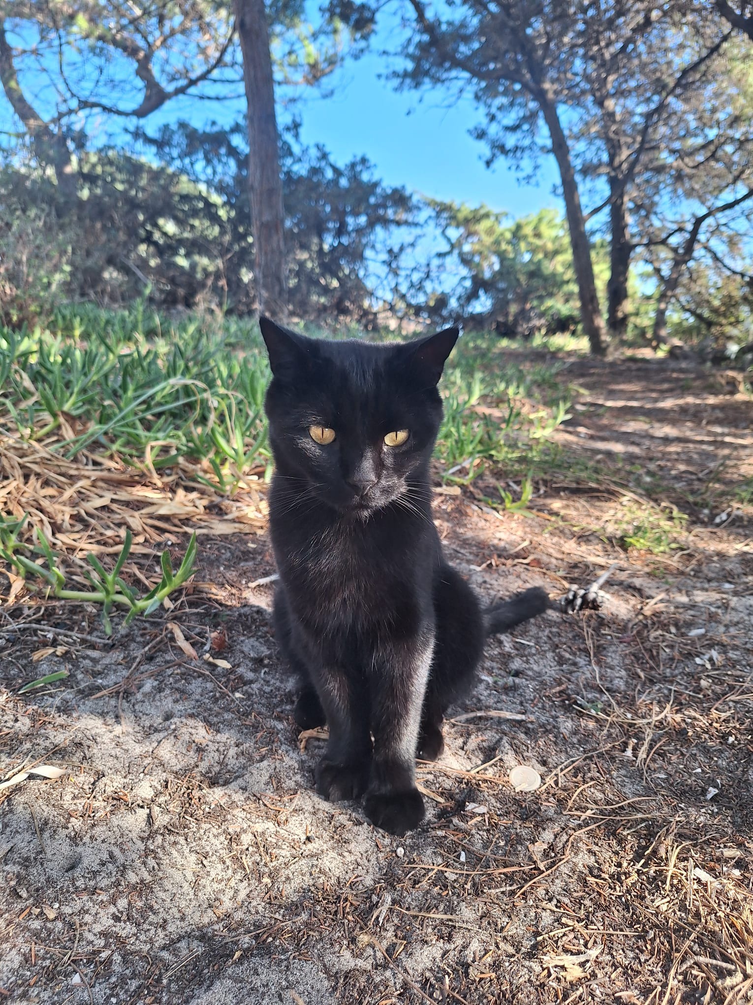 Colonie feline di Alghero campaign photo, 4 of 8