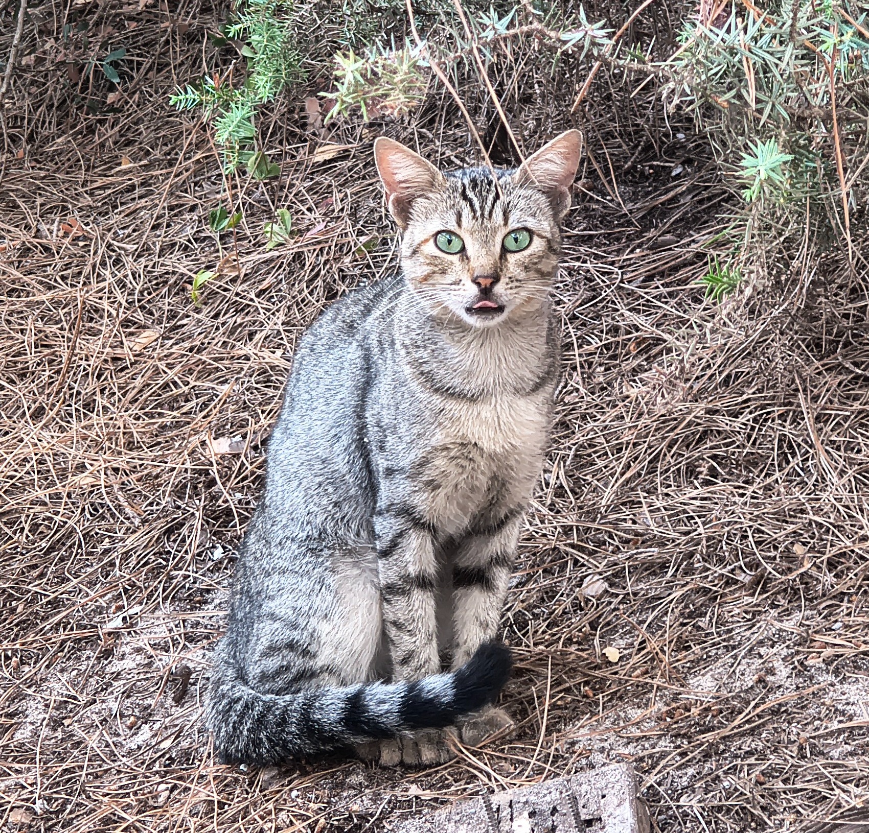 Colonie feline di Alghero campaign photo, 5 of 8